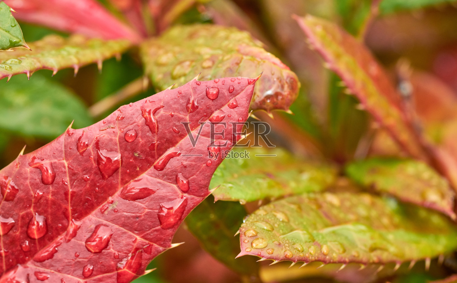 比利牛斯山的秋天照片摄影图片