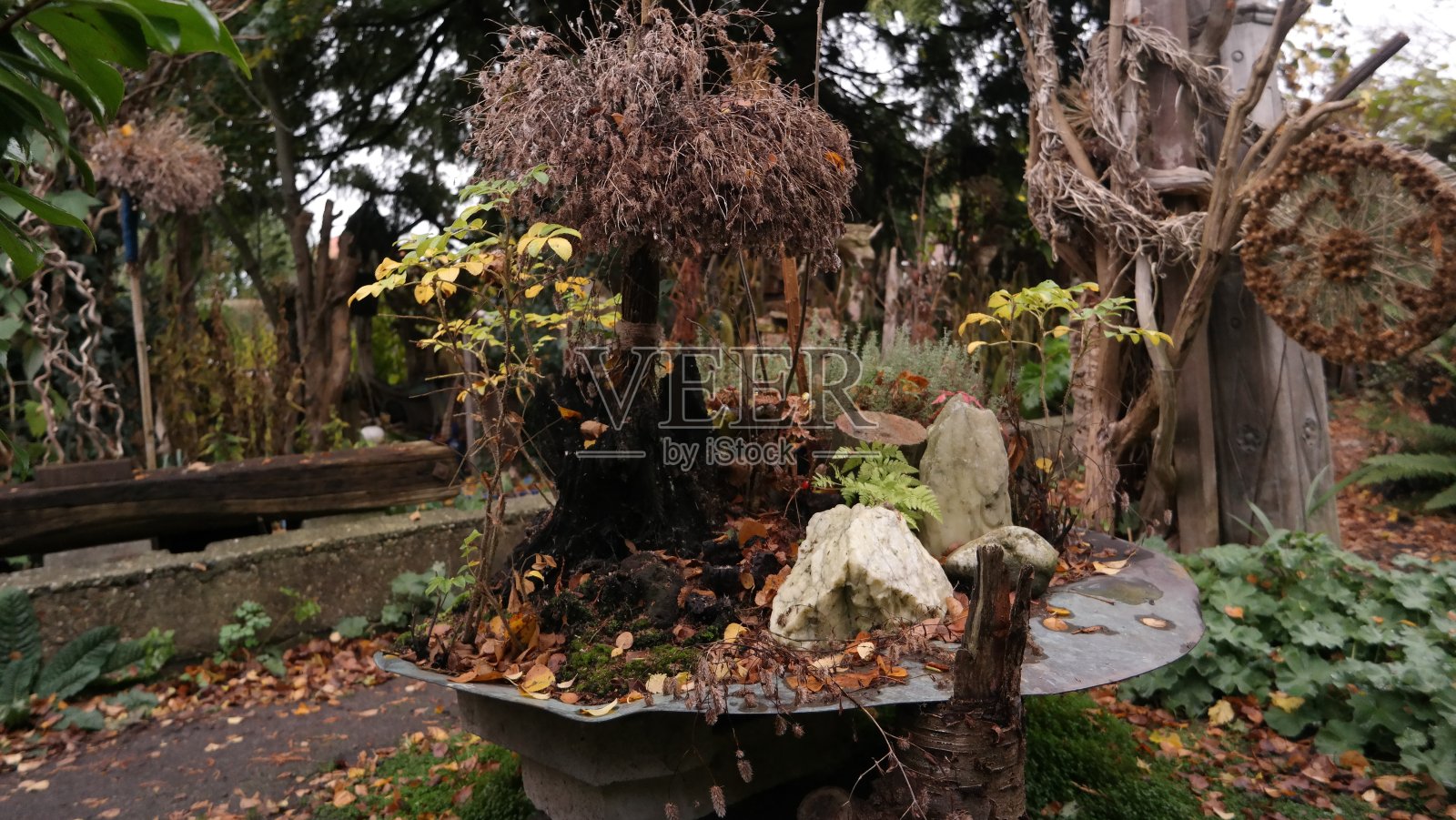 在花园里照片摄影图片