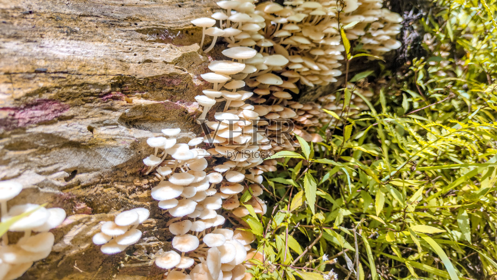 长在树干上的蘑菇照片摄影图片