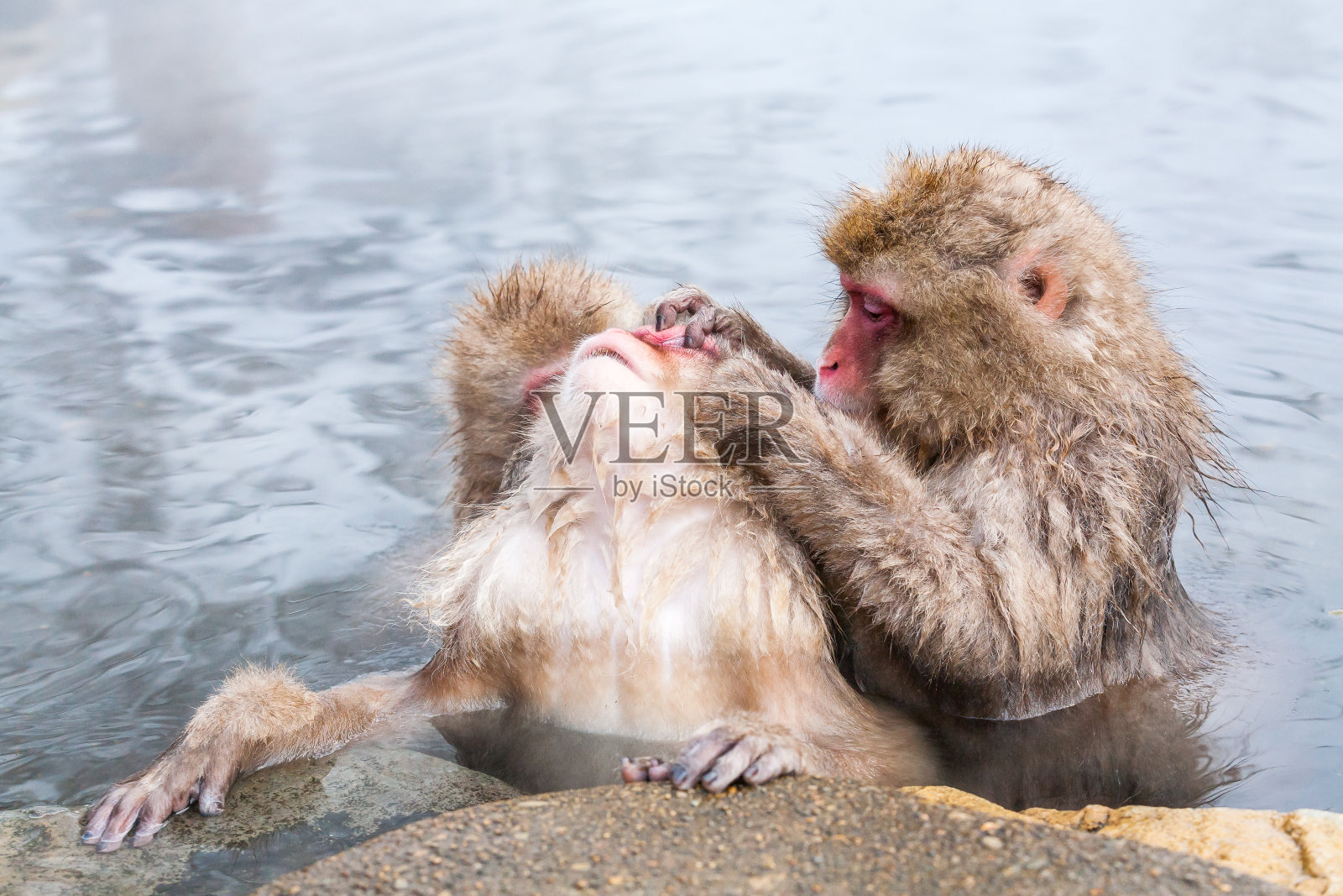 一群雪猴坐在地狱谷温泉里，日本。照片摄影图片