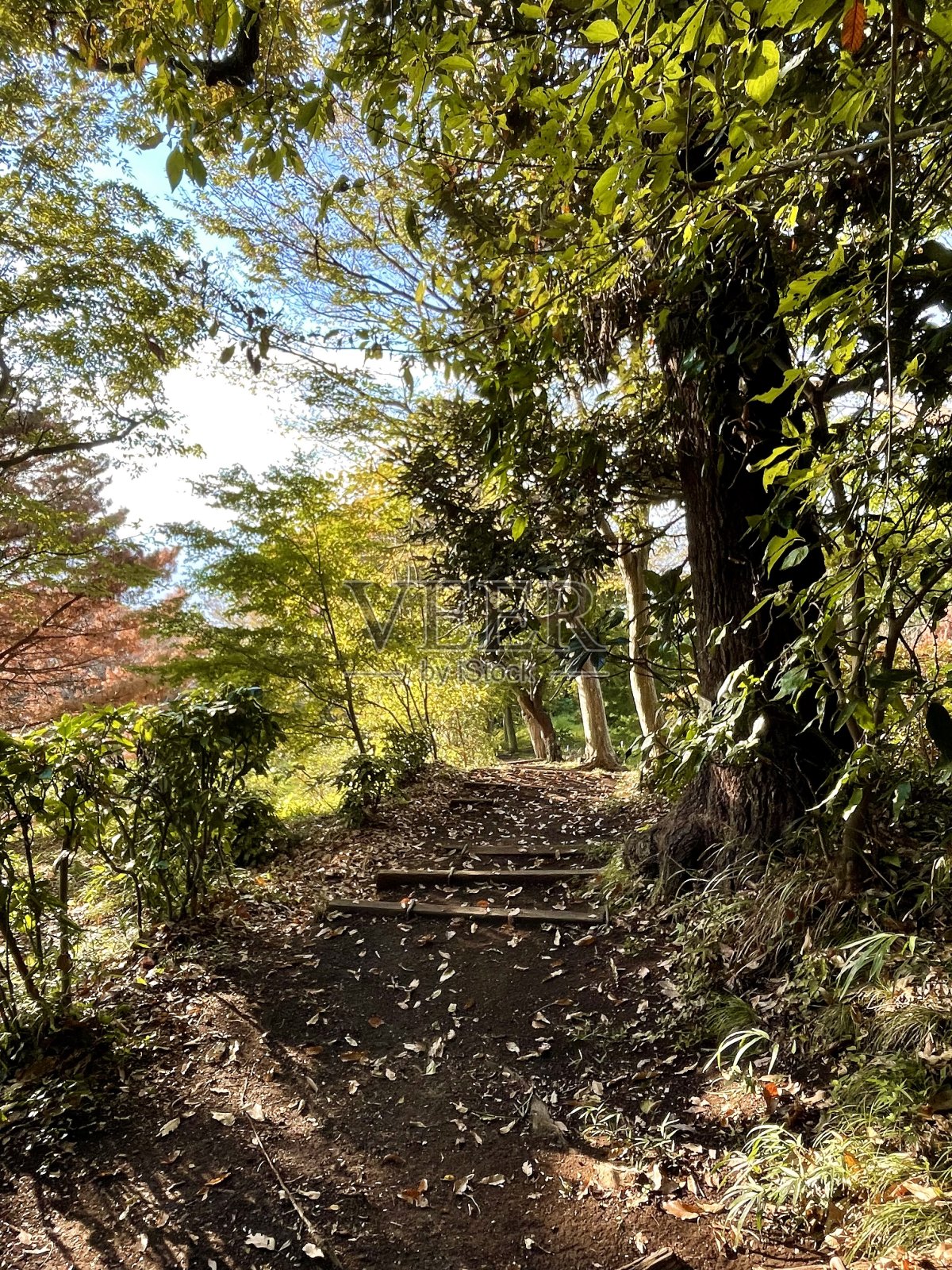 早上走照片摄影图片