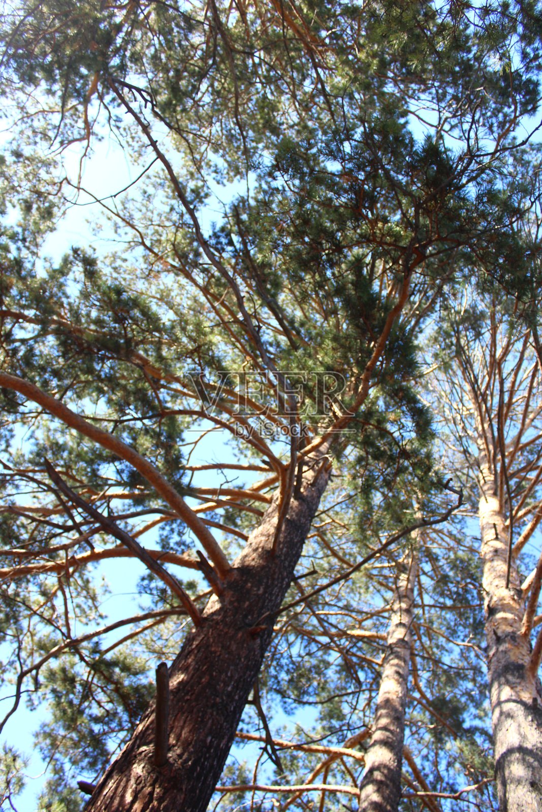 松树低角度视图照片摄影图片