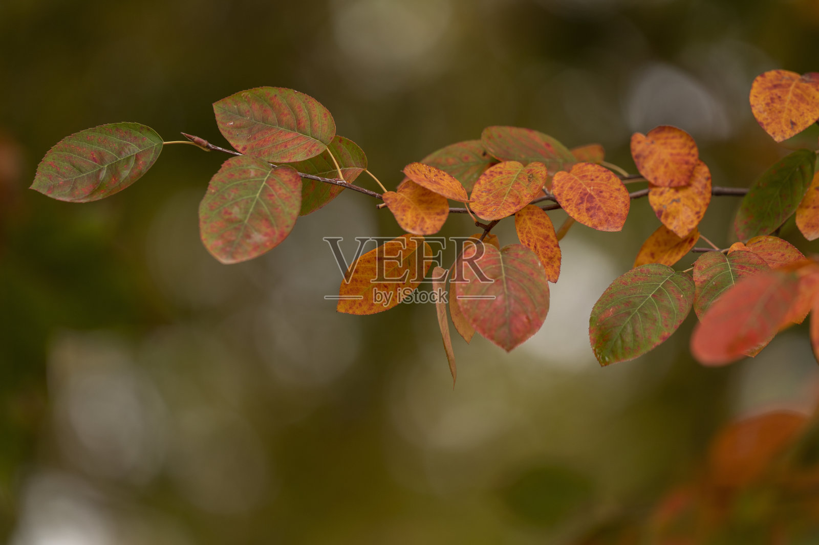 秋天公园里秋色树叶的特写。拍摄于西班牙马德里的雷蒂罗公园照片摄影图片