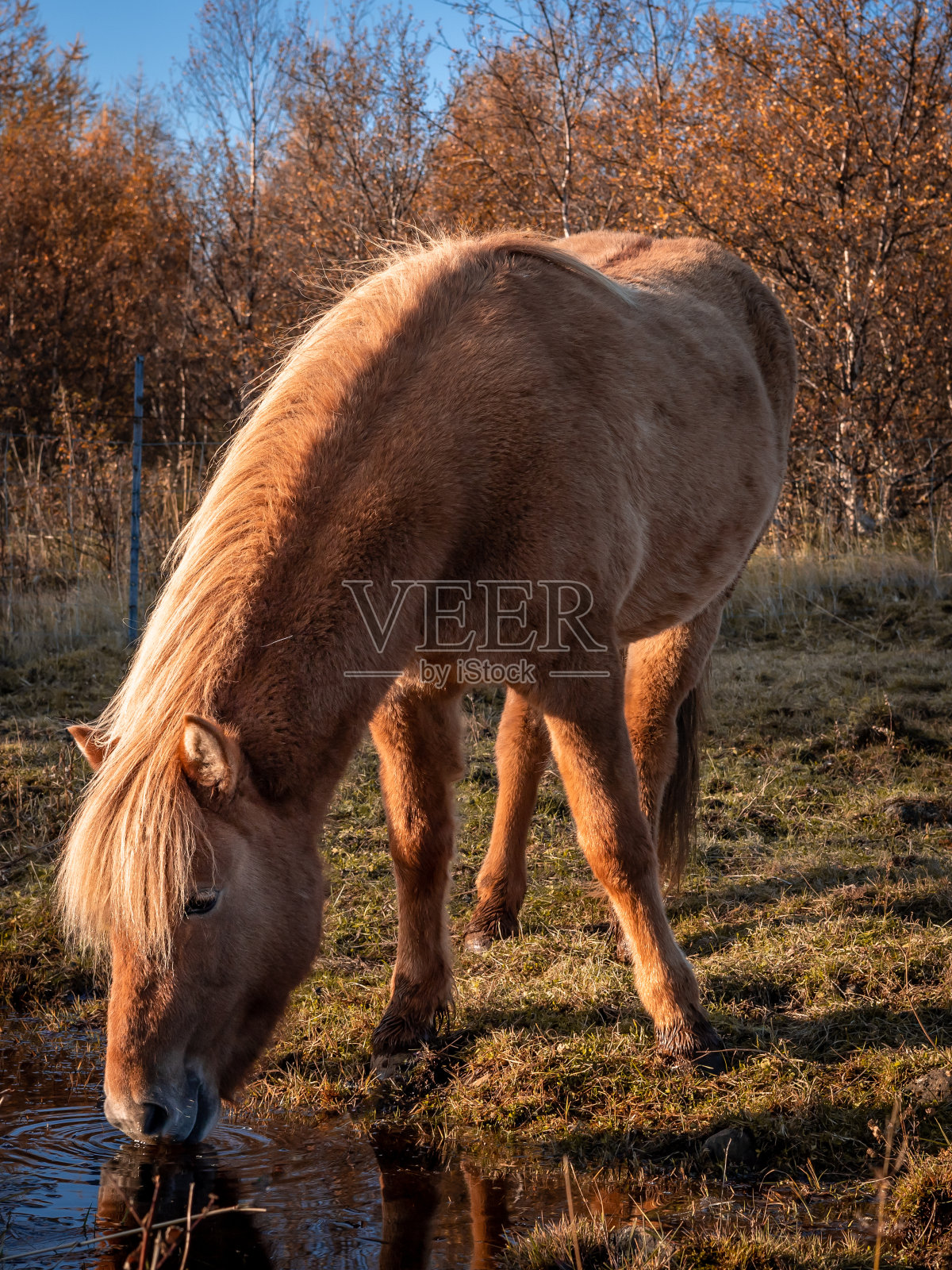 栗色的冰岛马在田野里，喝水。照片摄影图片