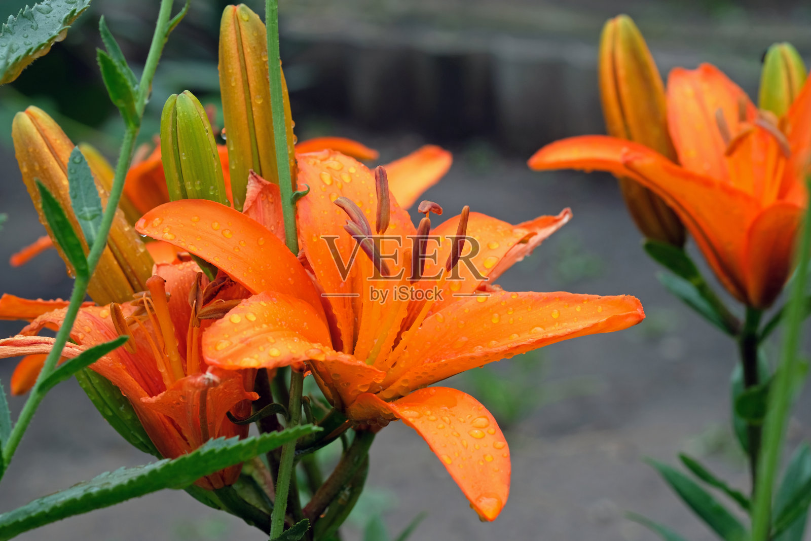 橘色大花，带有雄蕊照片摄影图片