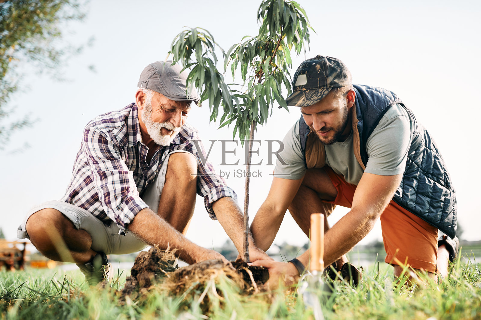 中年男子和他的父亲在大自然中植树。照片摄影图片