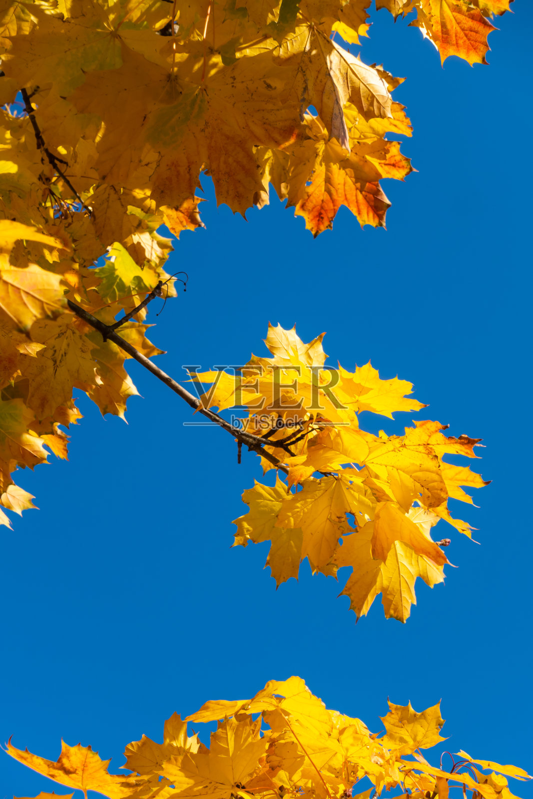 金色的枫叶在蓝天的映衬下摇曳。照片摄影图片