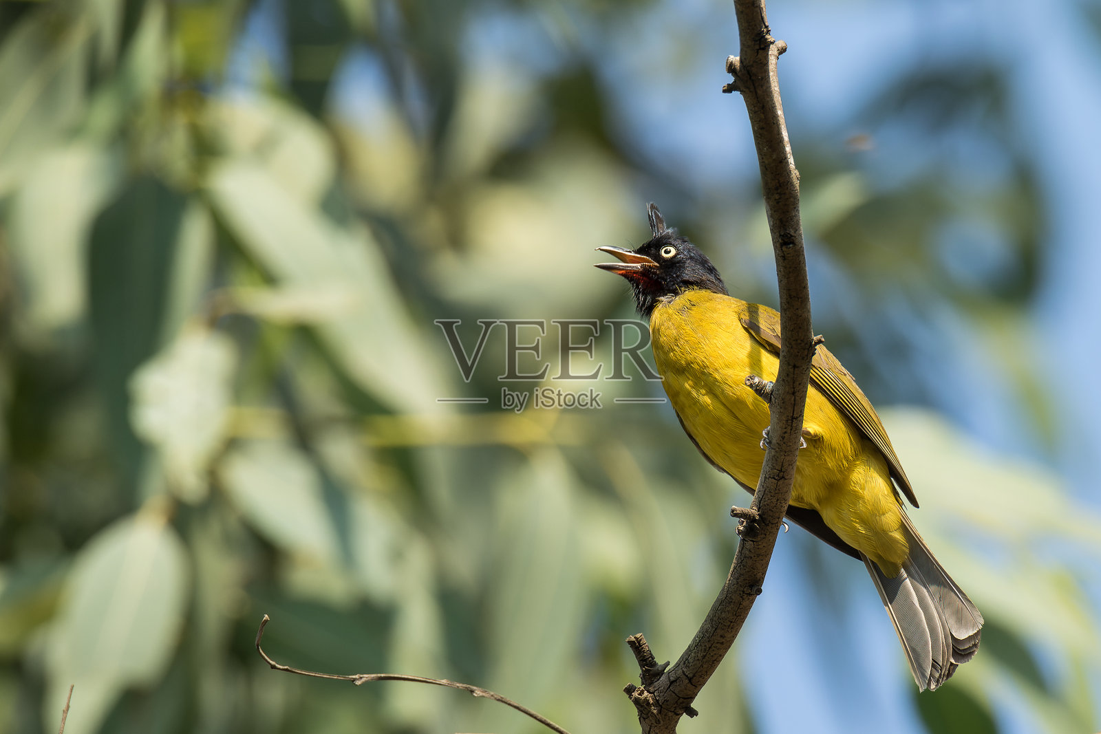 Black-crested夜莺照片摄影图片