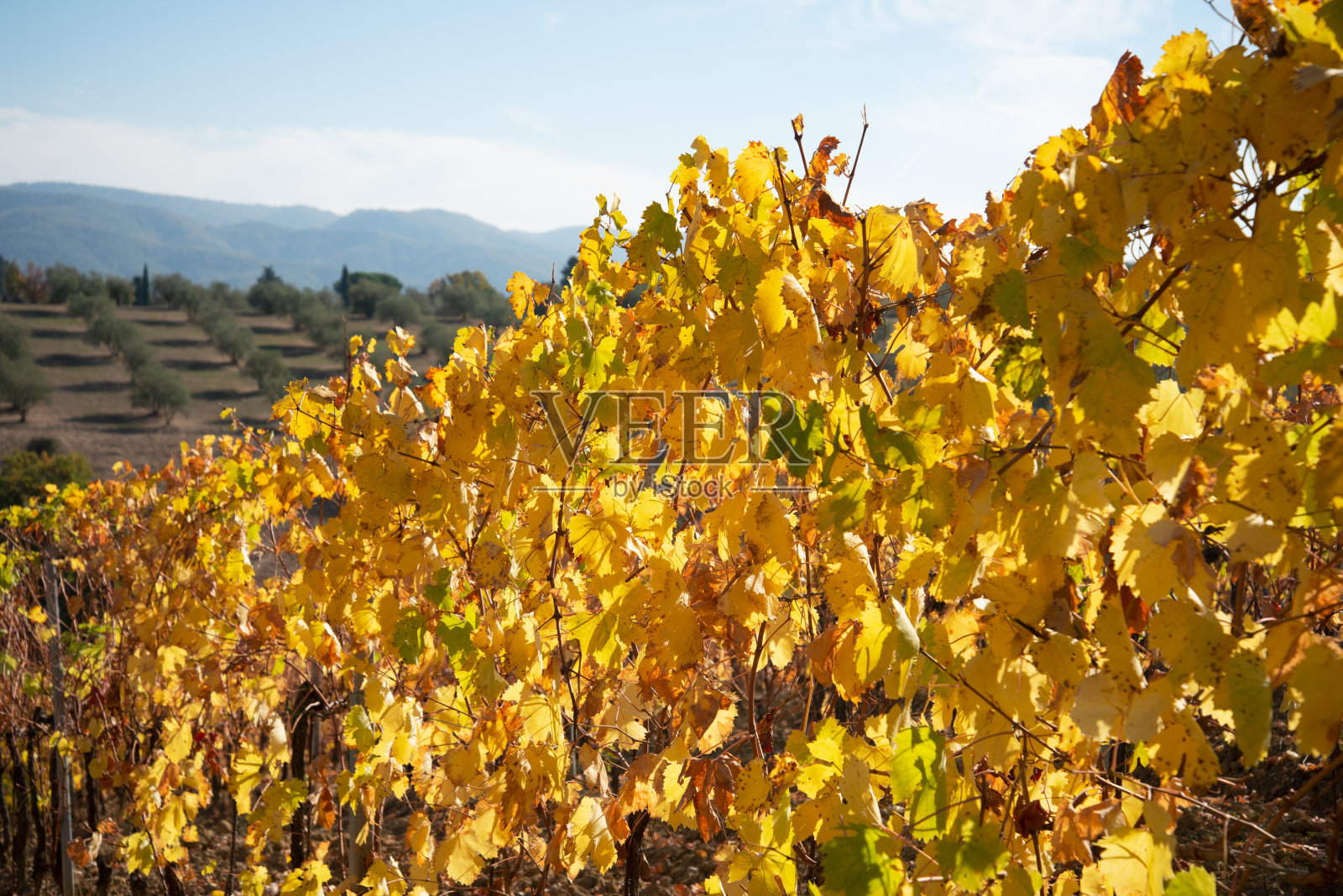 葡萄园的秋天，基安蒂地区，托斯卡纳，意大利照片摄影图片