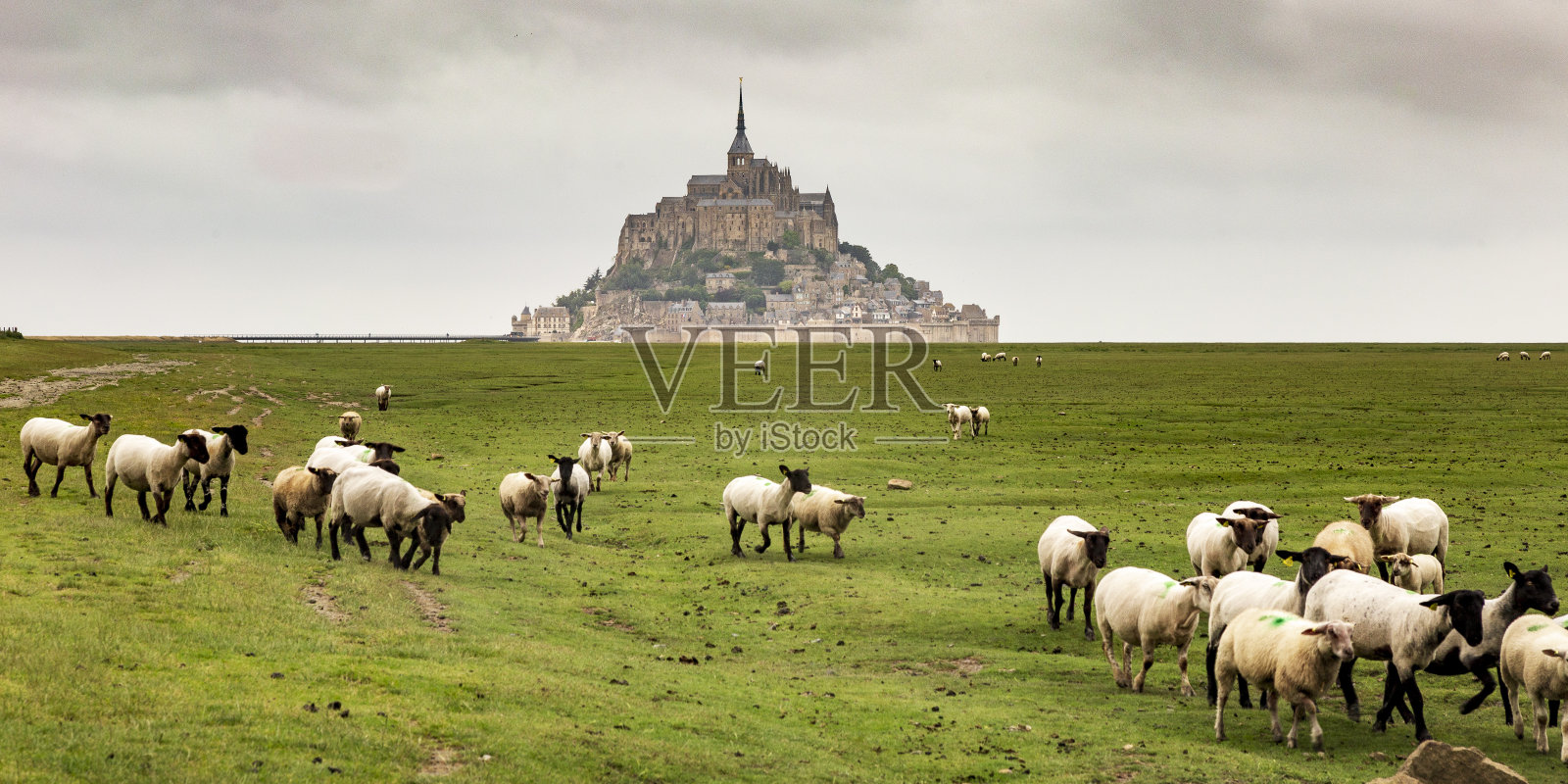 圣米歇尔山盐渍草地上的羊群。法国照片摄影图片