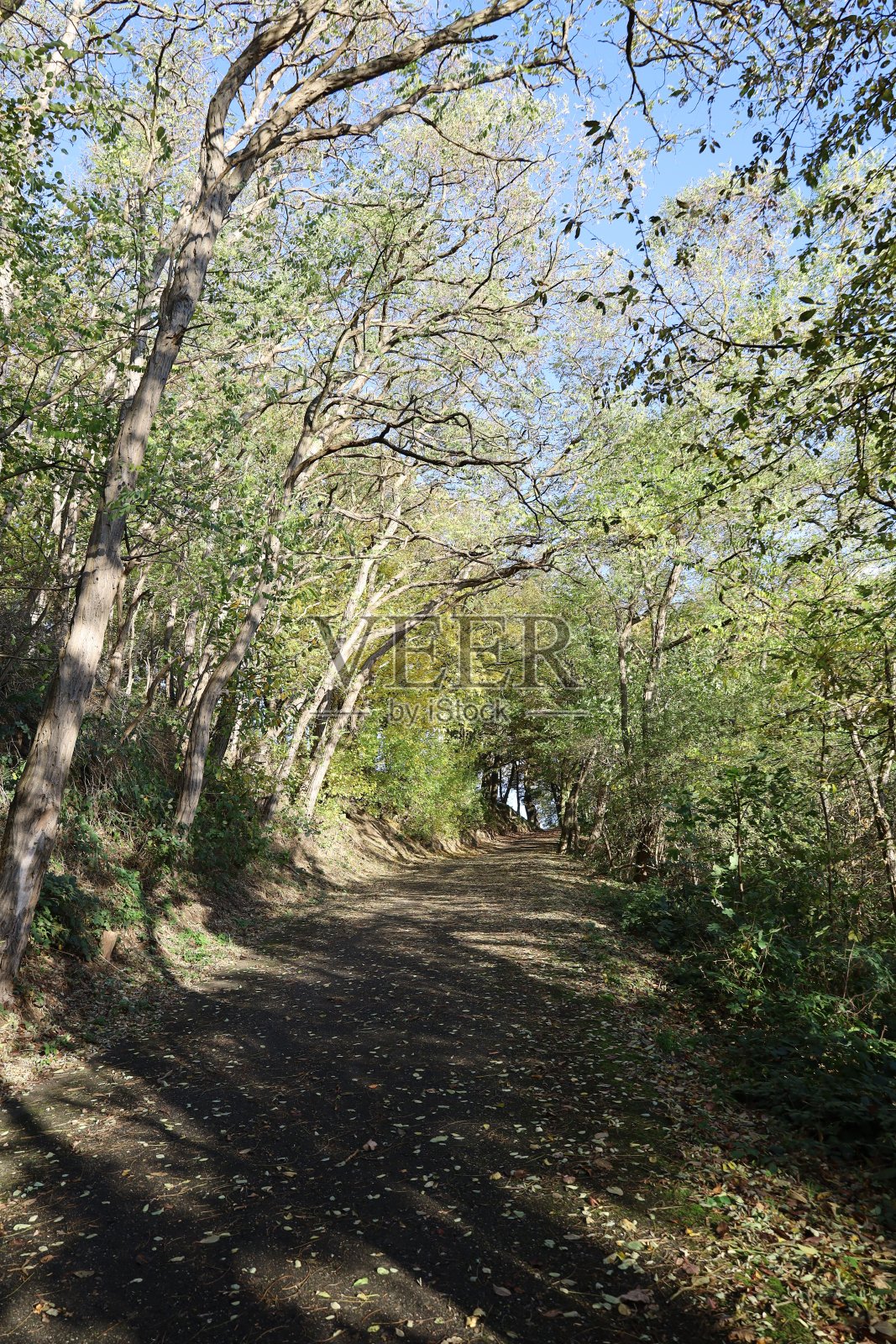 黄金时刻森林里的乡间小路，美丽的秋天，天空湛蓝照片摄影图片