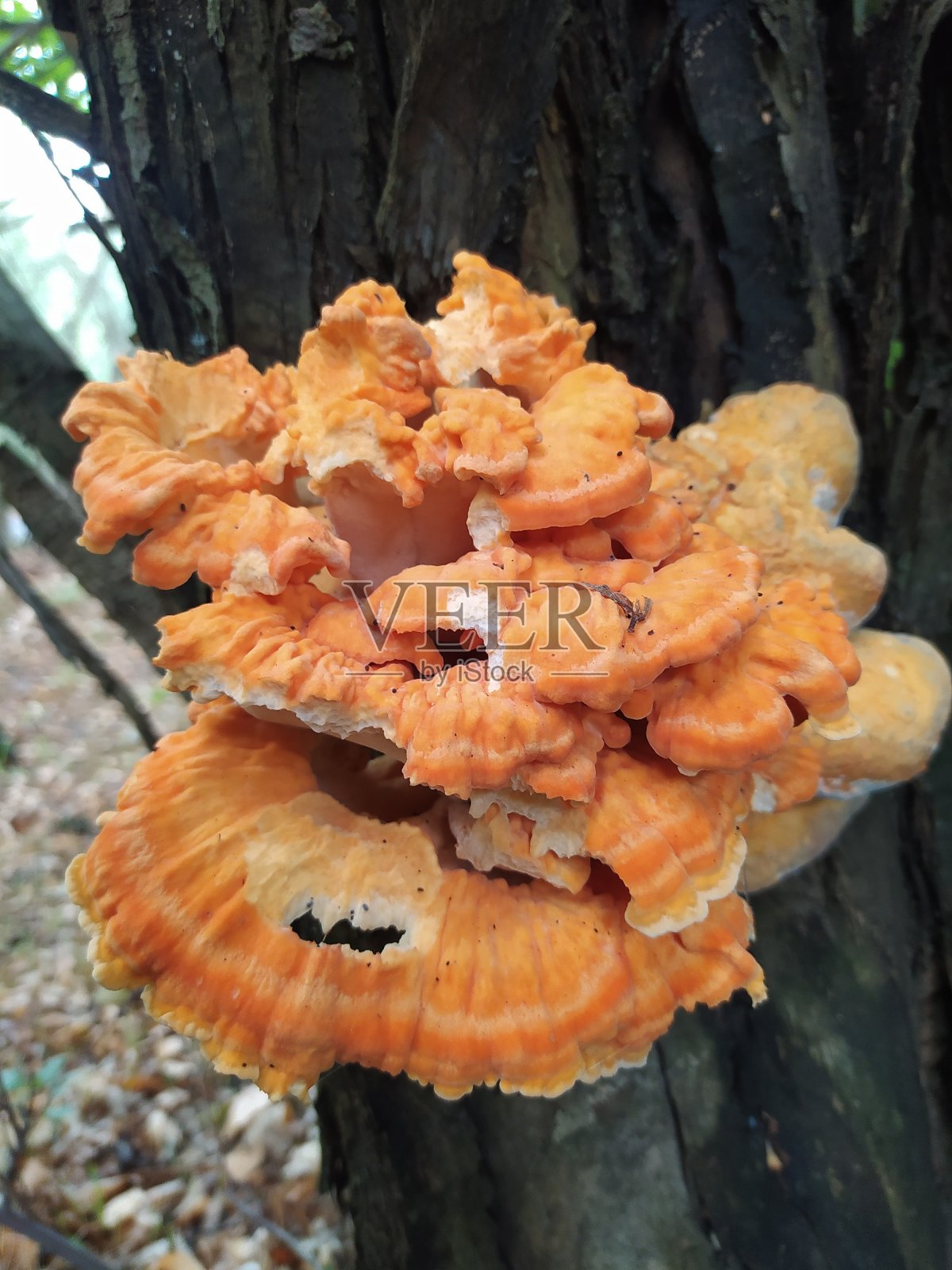 蘑菇照片摄影图片