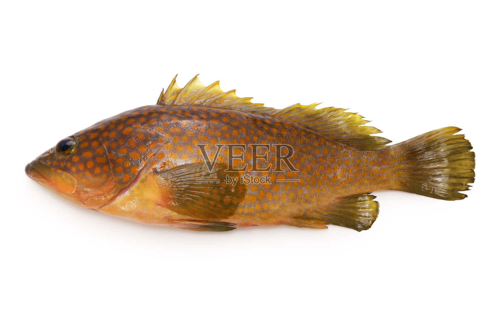 新鲜的香港石斑鱼照片摄影图片