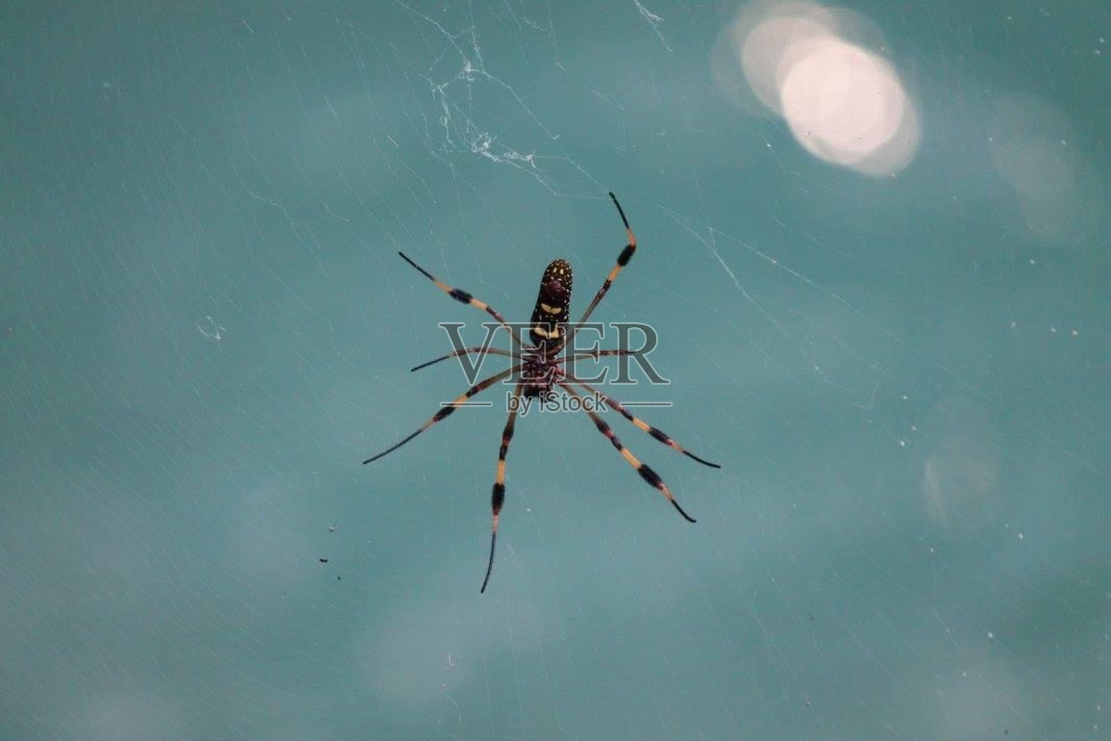 蜘蛛照片摄影图片