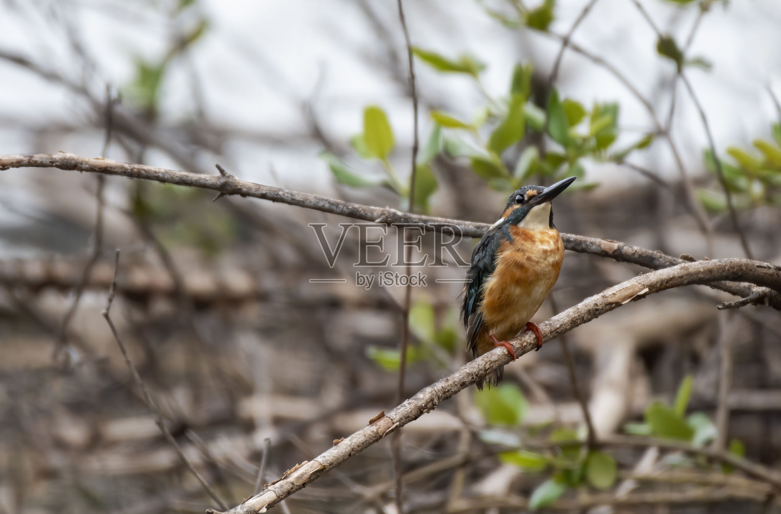 雄性普通翠鸟也被称为欧亚翠鸟和河翠鸟栖息在树枝上，泰国照片摄影图片