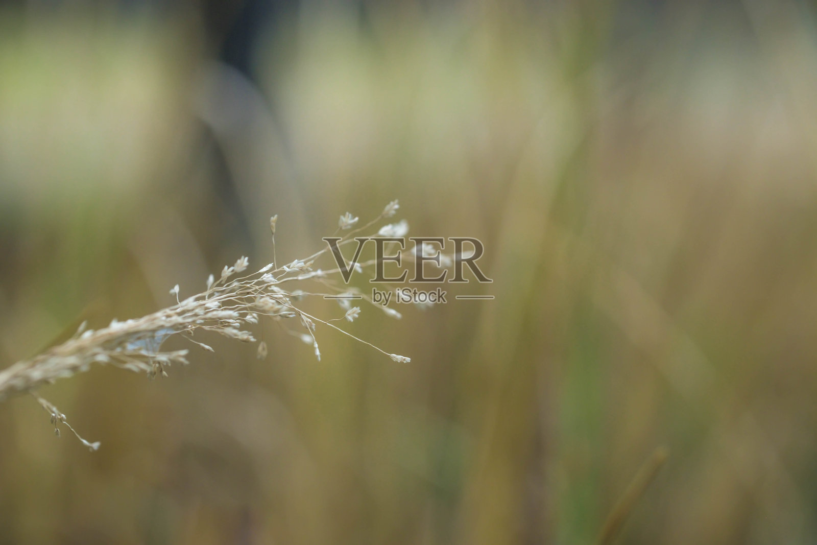 一个草照片摄影图片