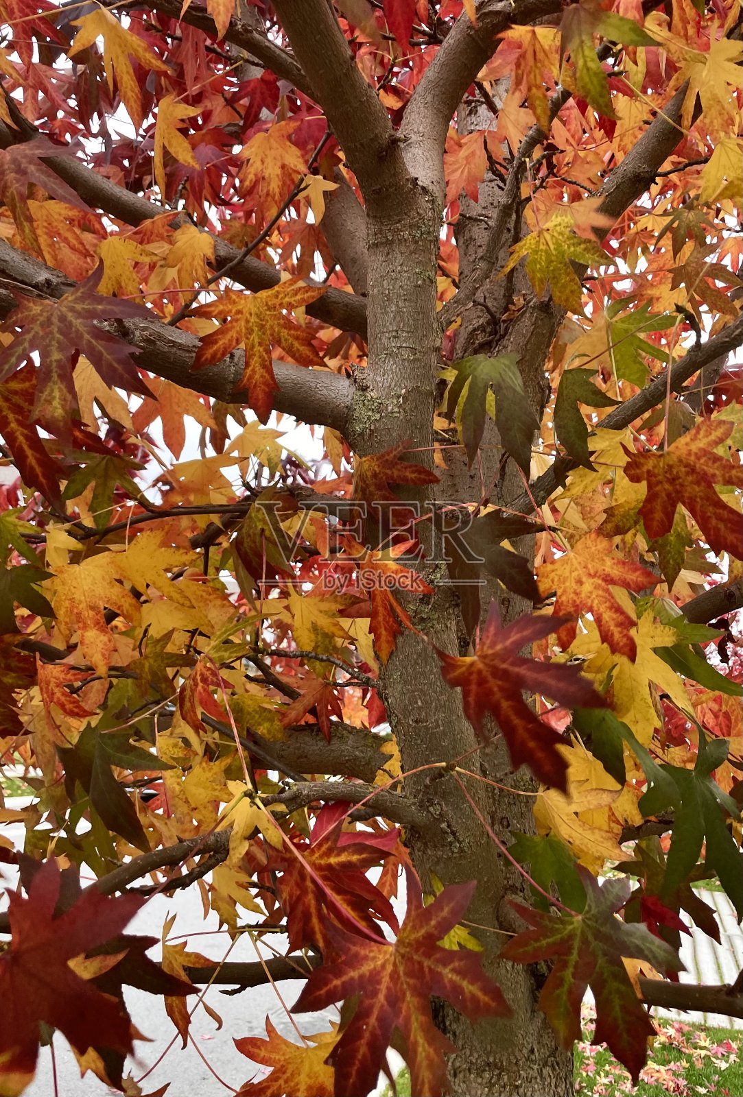秋天的颜色照片摄影图片