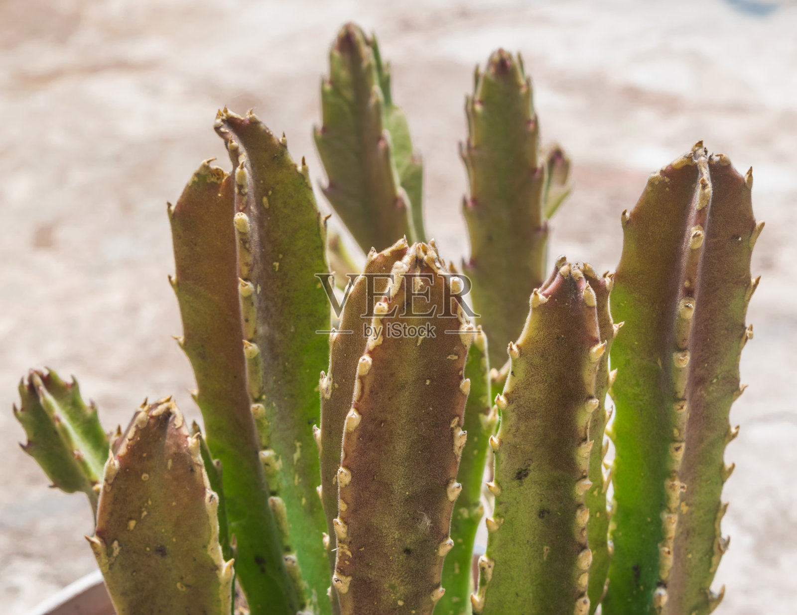 花盆里的大仙人掌照片摄影图片