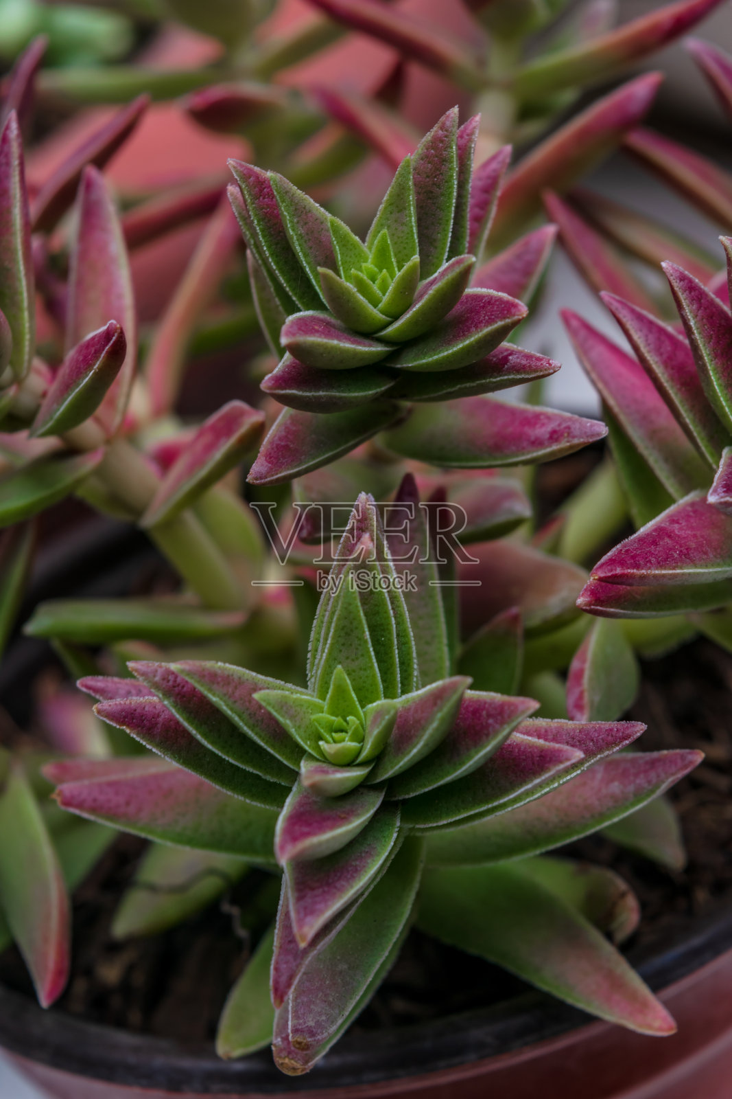 美丽的红色多肉近距离背景图案照片摄影图片