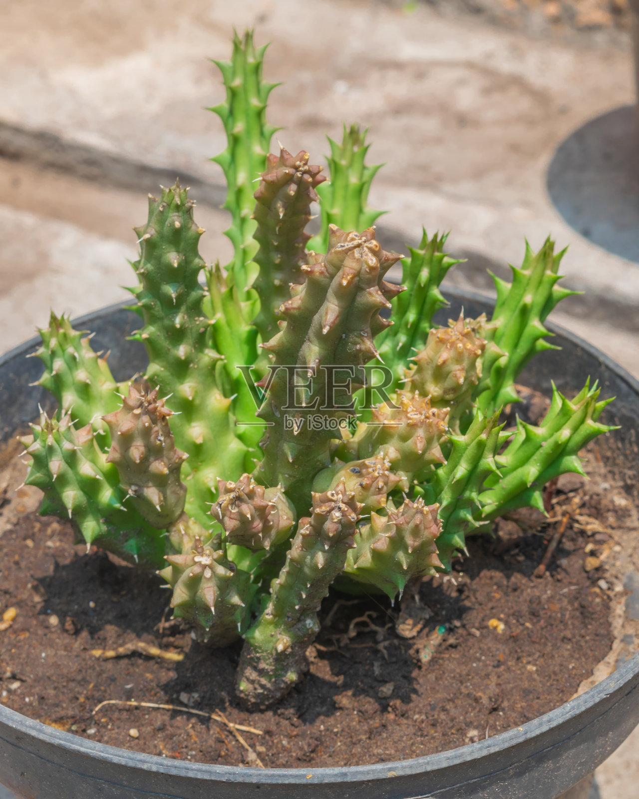花盆里又大又小的仙人掌照片摄影图片