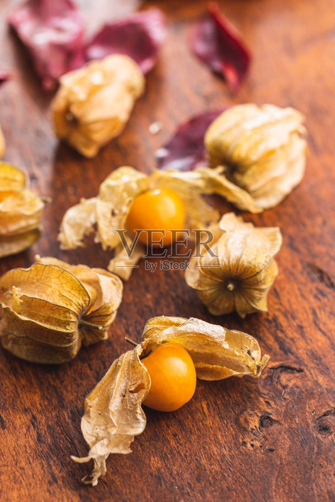 酸浆属peruviana。醋栗或碎樱桃的果实。照片摄影图片