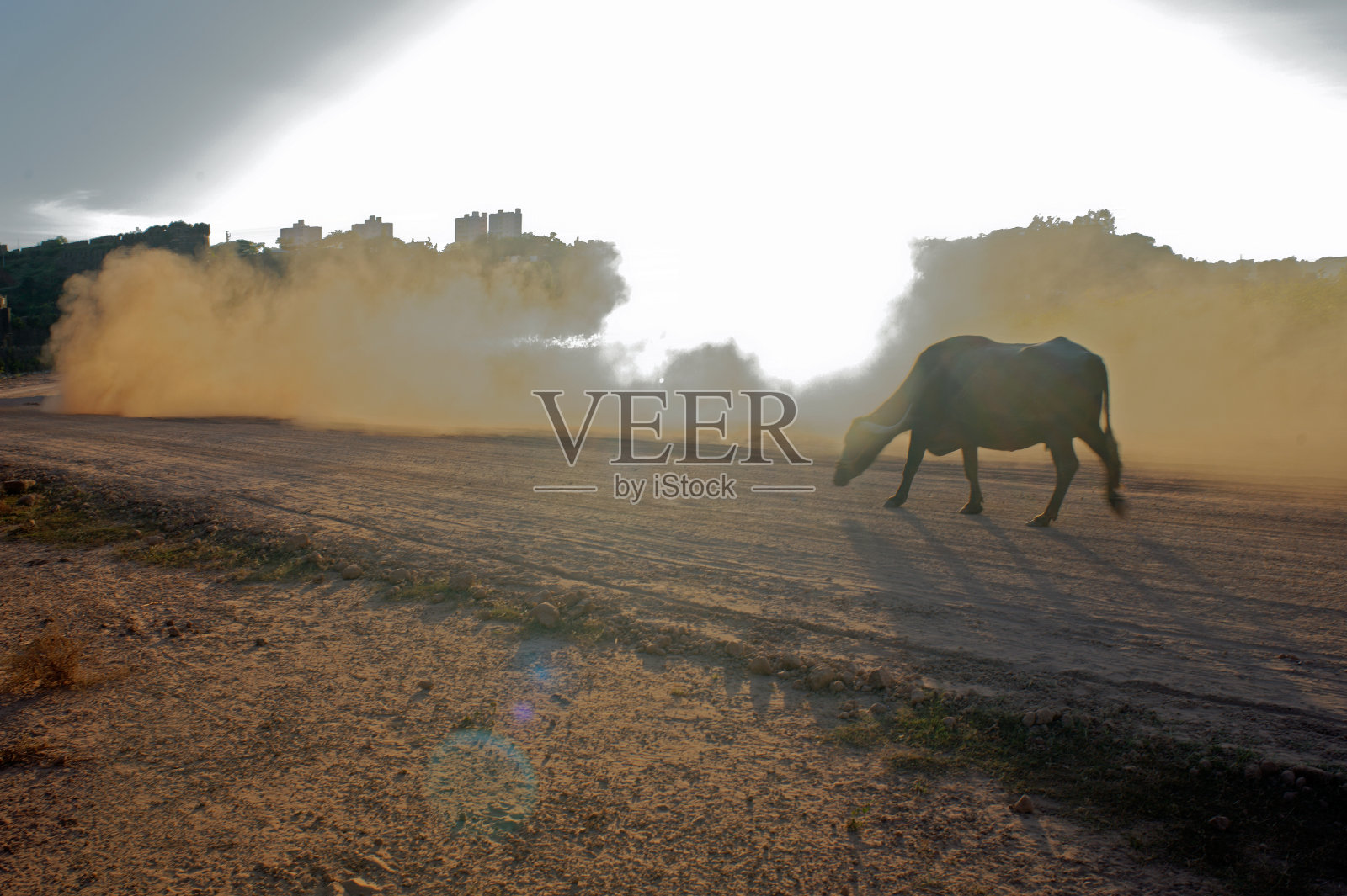 一只孤独的水牛被遗弃在艰难的回家照片摄影图片