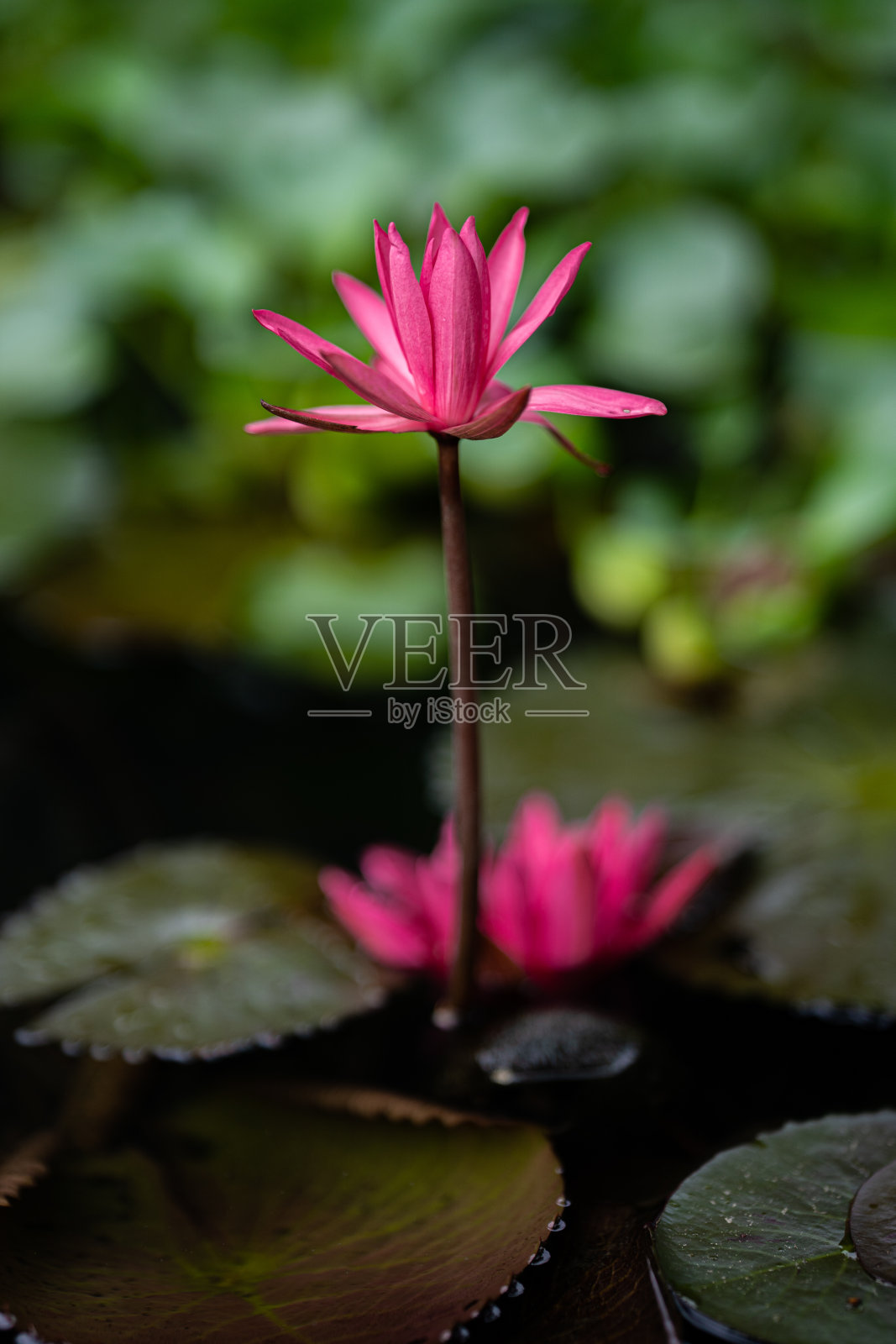 睡莲照片摄影图片