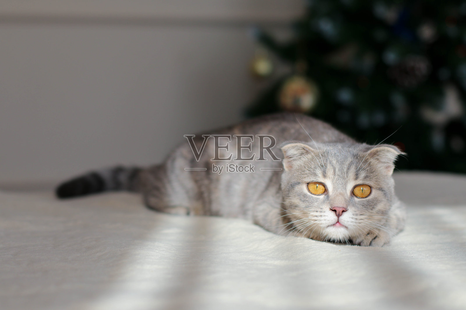 灰色的猫在圣诞树的背景，戴着圣诞老人的帽子。12、新年的心情，动物和新年的气氛照片摄影图片