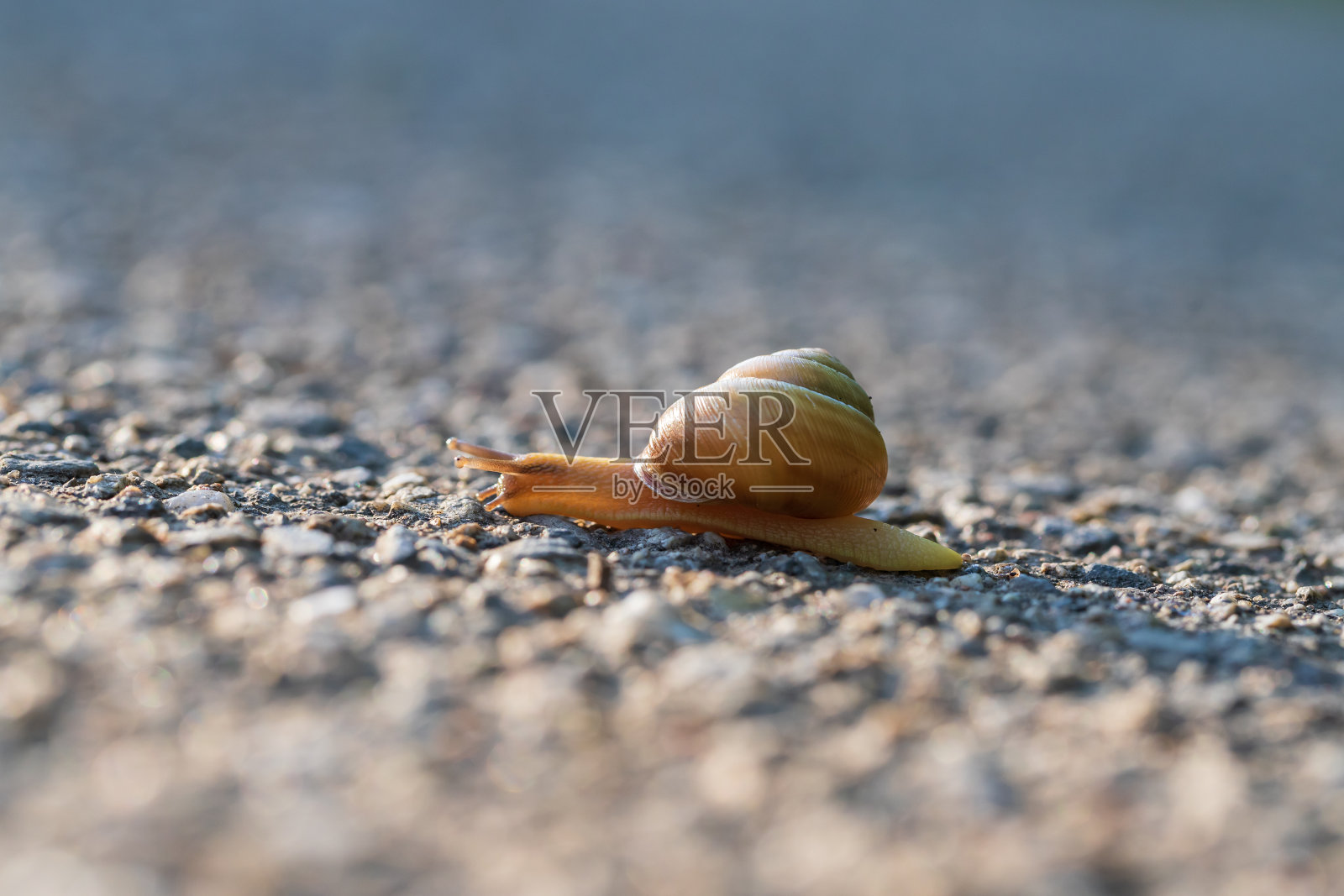 一只带着棕色壳的蜗牛沿着小路爬行。背景是绿色的，贝壳是棕色的。这张照片的外景很好照片摄影图片