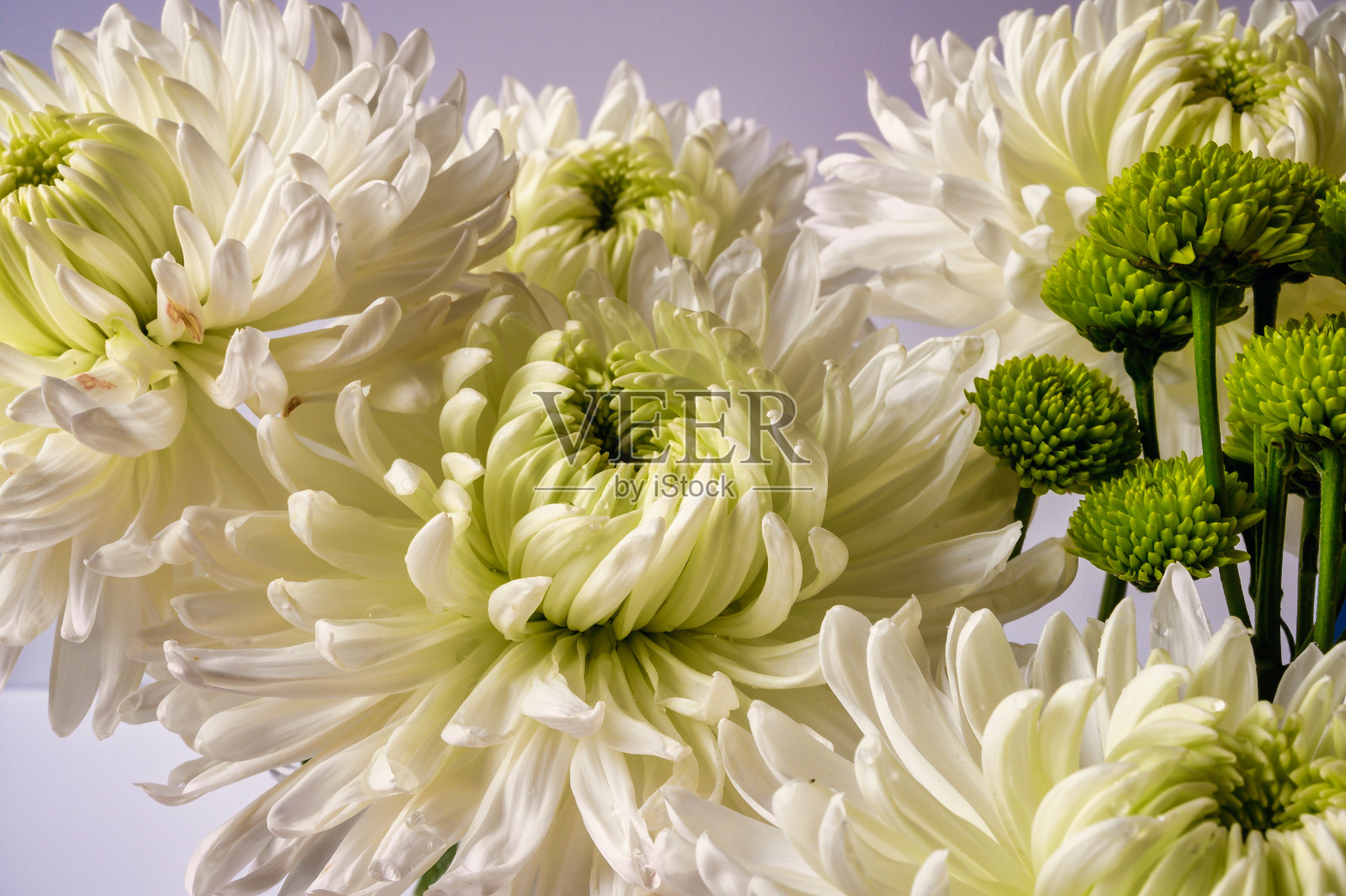 白色大丽花照片摄影图片