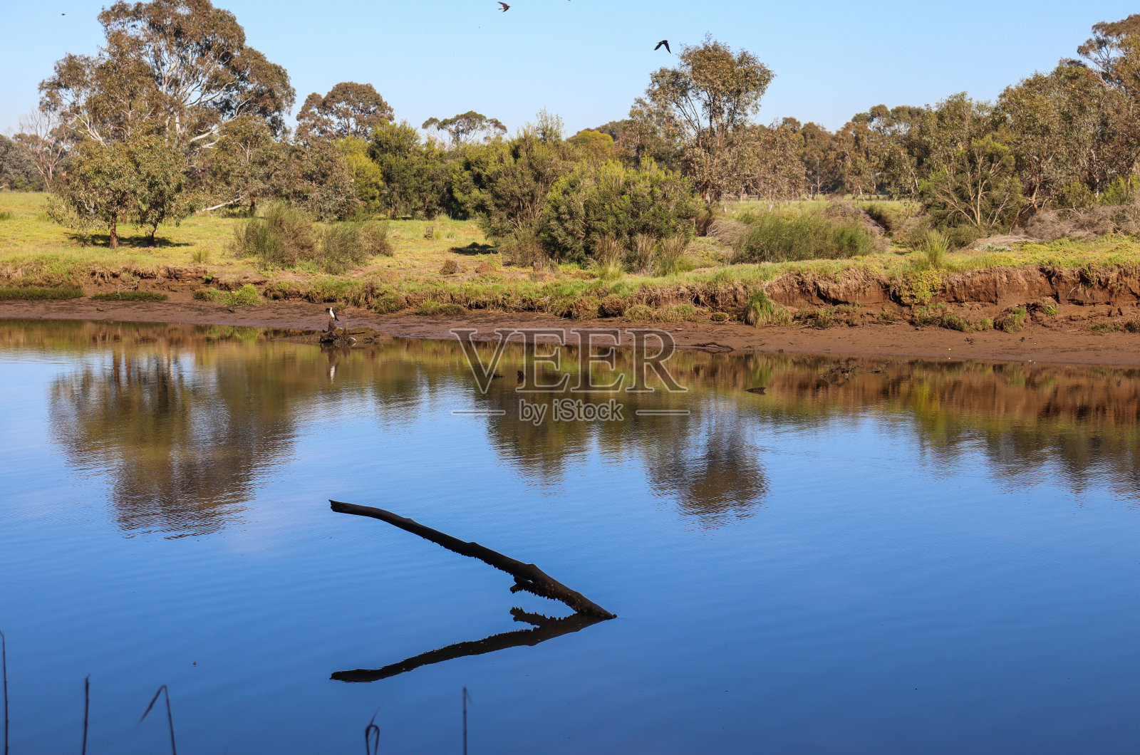 河流景观与淹没的树枝照片摄影图片