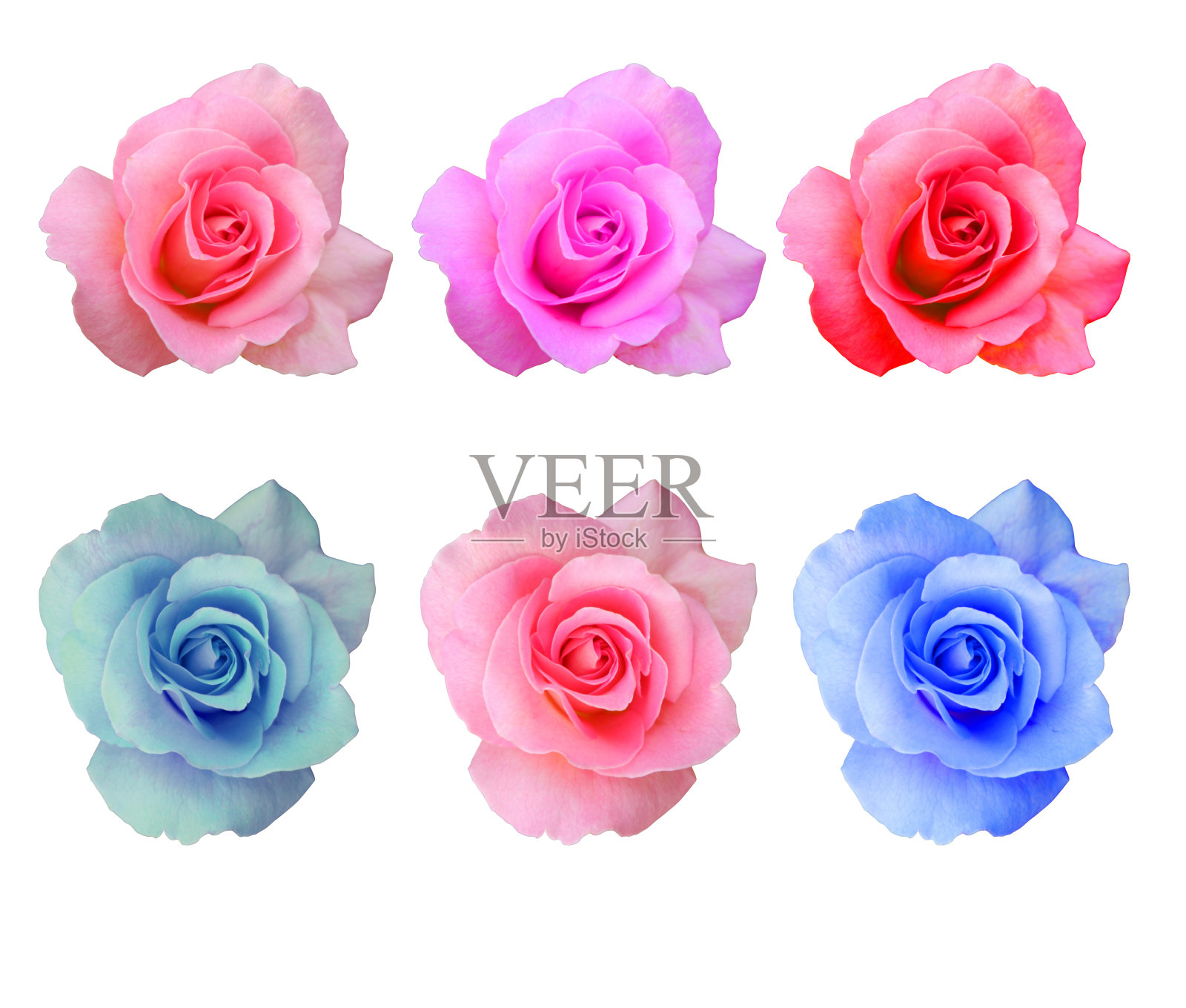 Di cut五颜六色的玫瑰花在白色的背景上，自然照片摄影图片