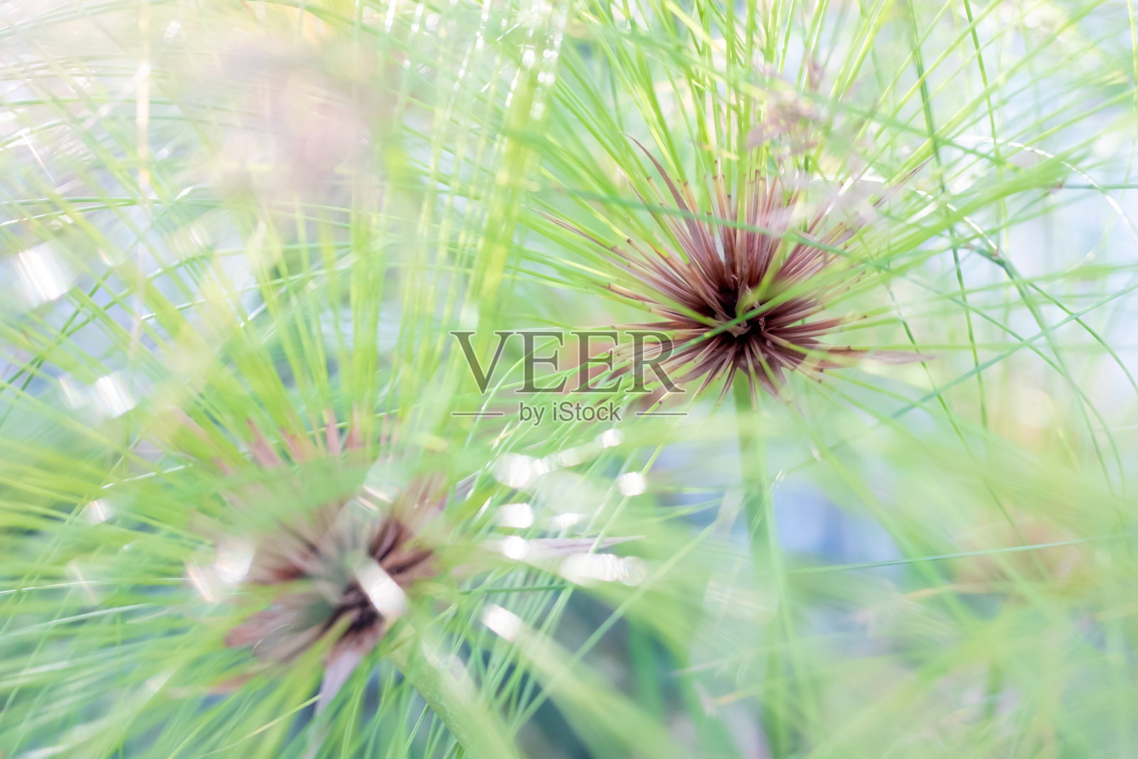 莎草纸的特写。照片摄影图片