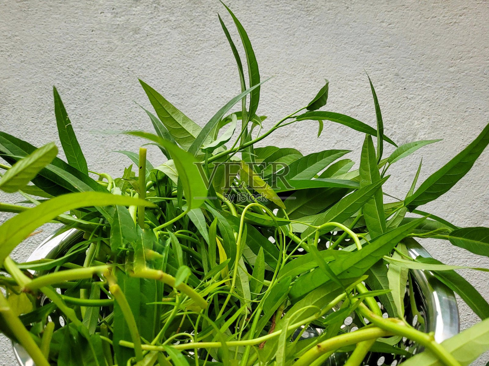 康工，水菠菜照片摄影图片