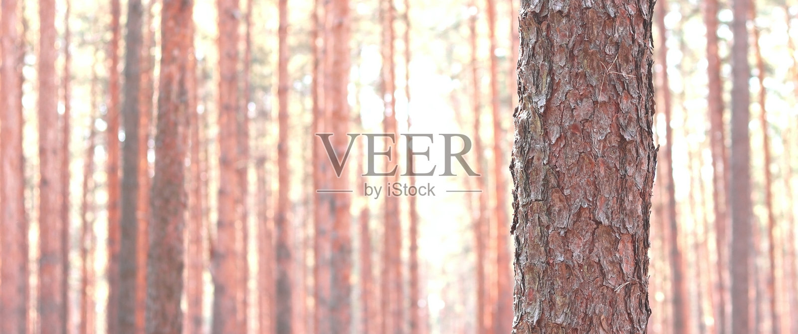 松树林中美丽的棕色松树照片摄影图片