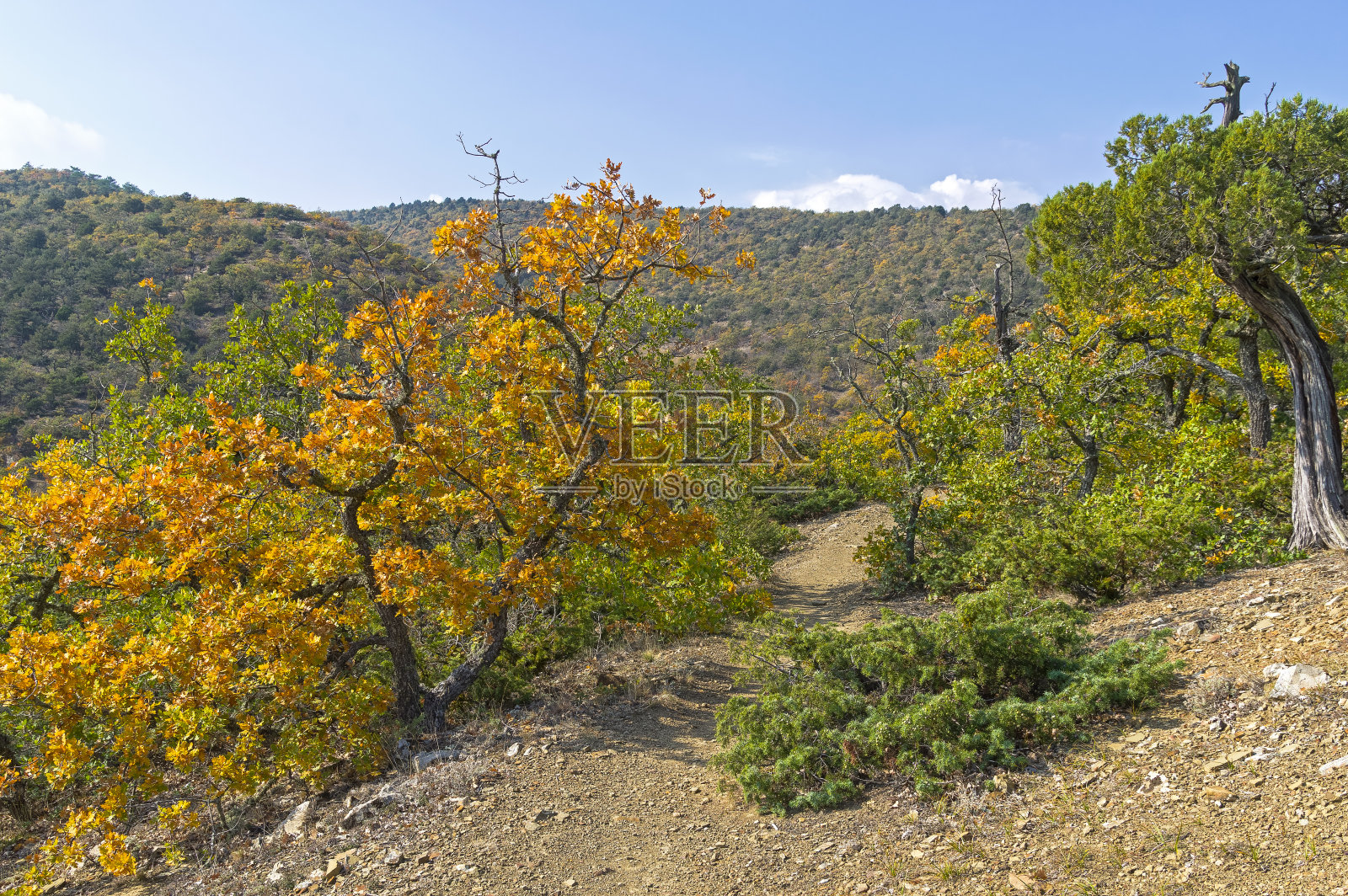 克里米亚山区美丽的橡树，叶子已经变黄。照片摄影图片