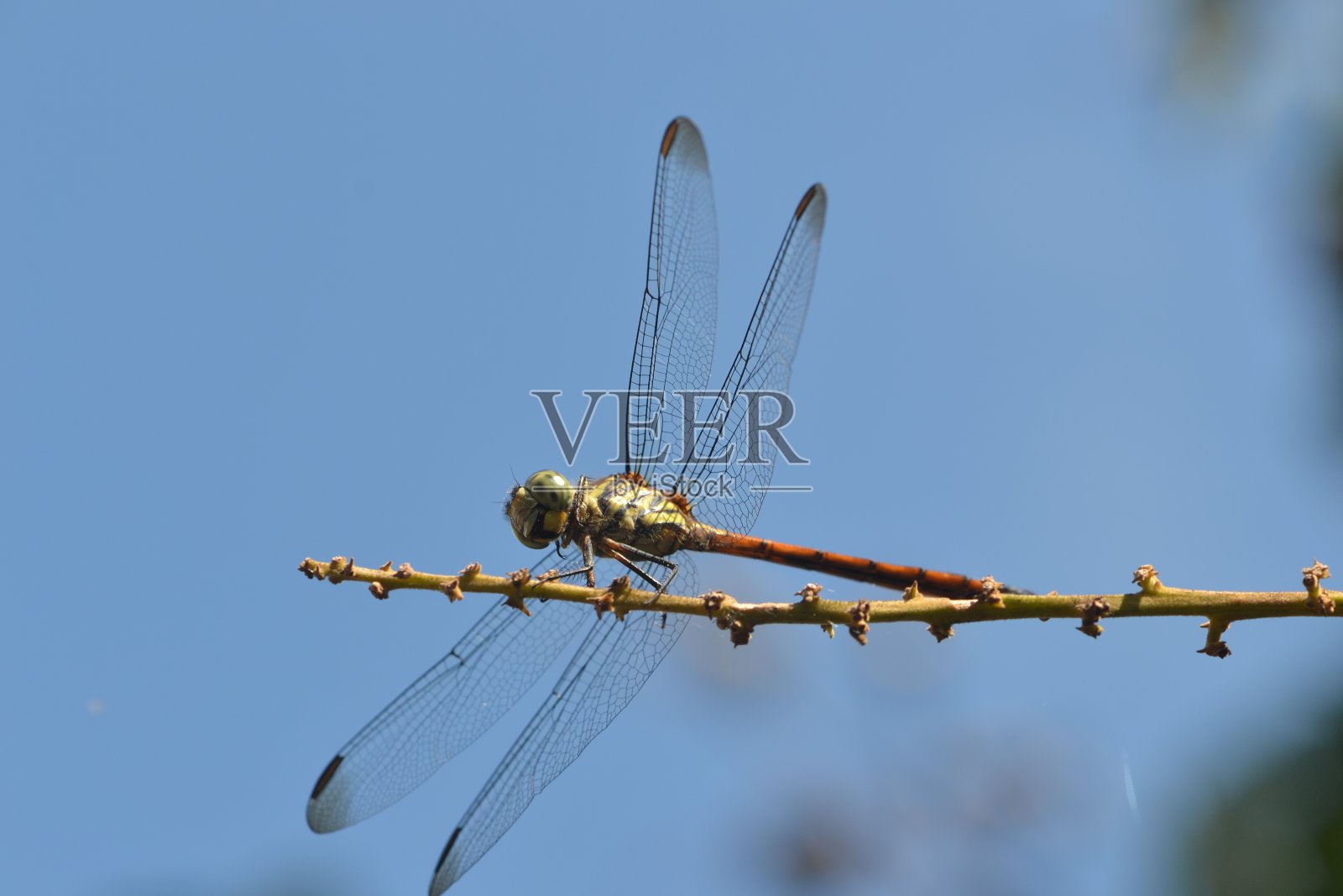 金色和红色的蜻蜓照片摄影图片