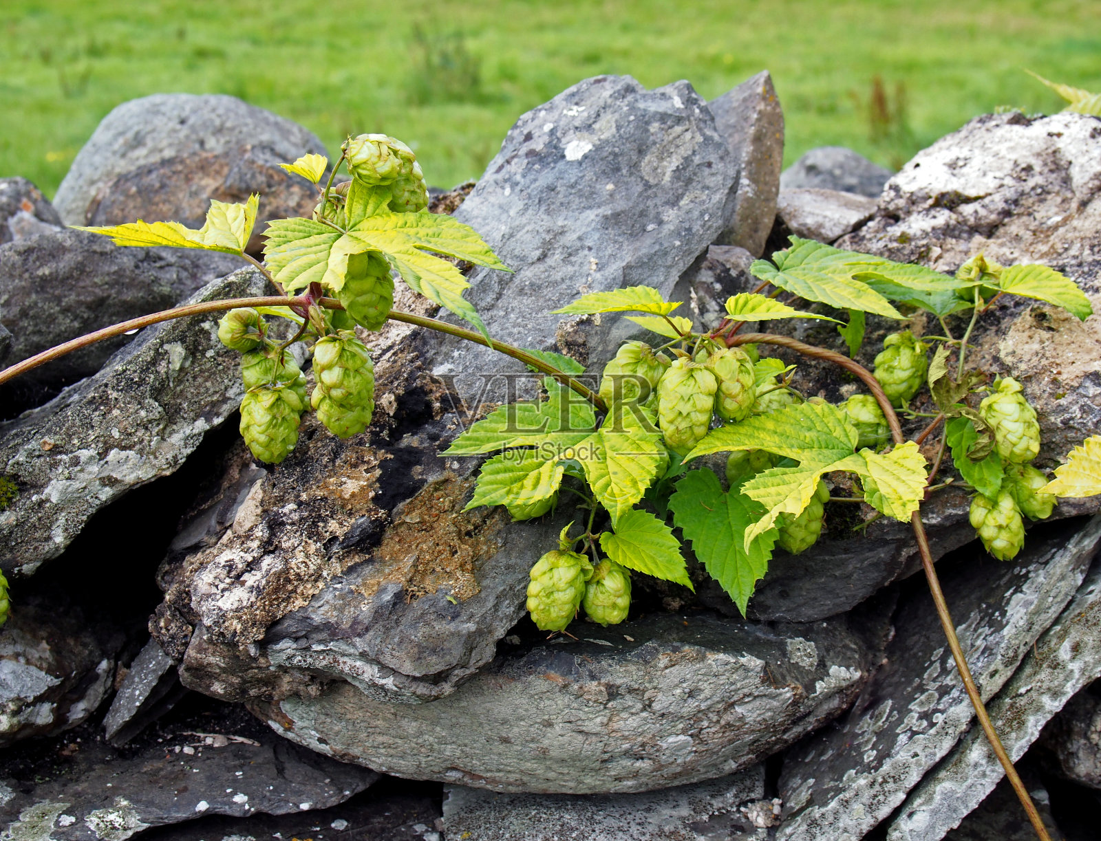 鲜绿色的啤酒花果实靠着石墙生长在田野里照片摄影图片