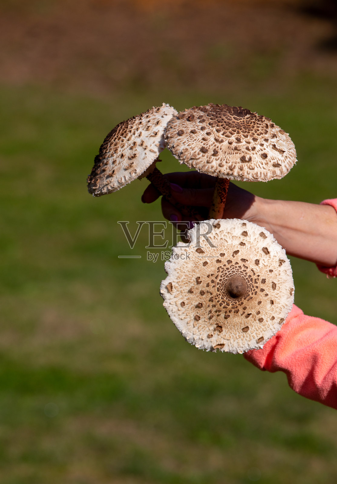 成熟遮阳伞蘑菇巨无前果或莱皮奥塔蛋白石照片摄影图片