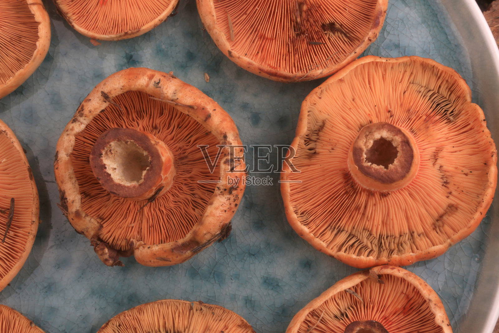 赤松真菌照片摄影图片