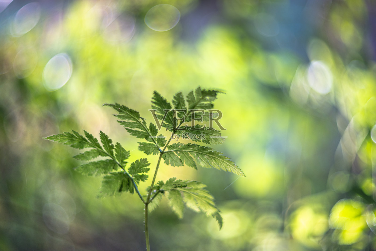 羊齿叶聚焦前景模糊背景照片摄影图片