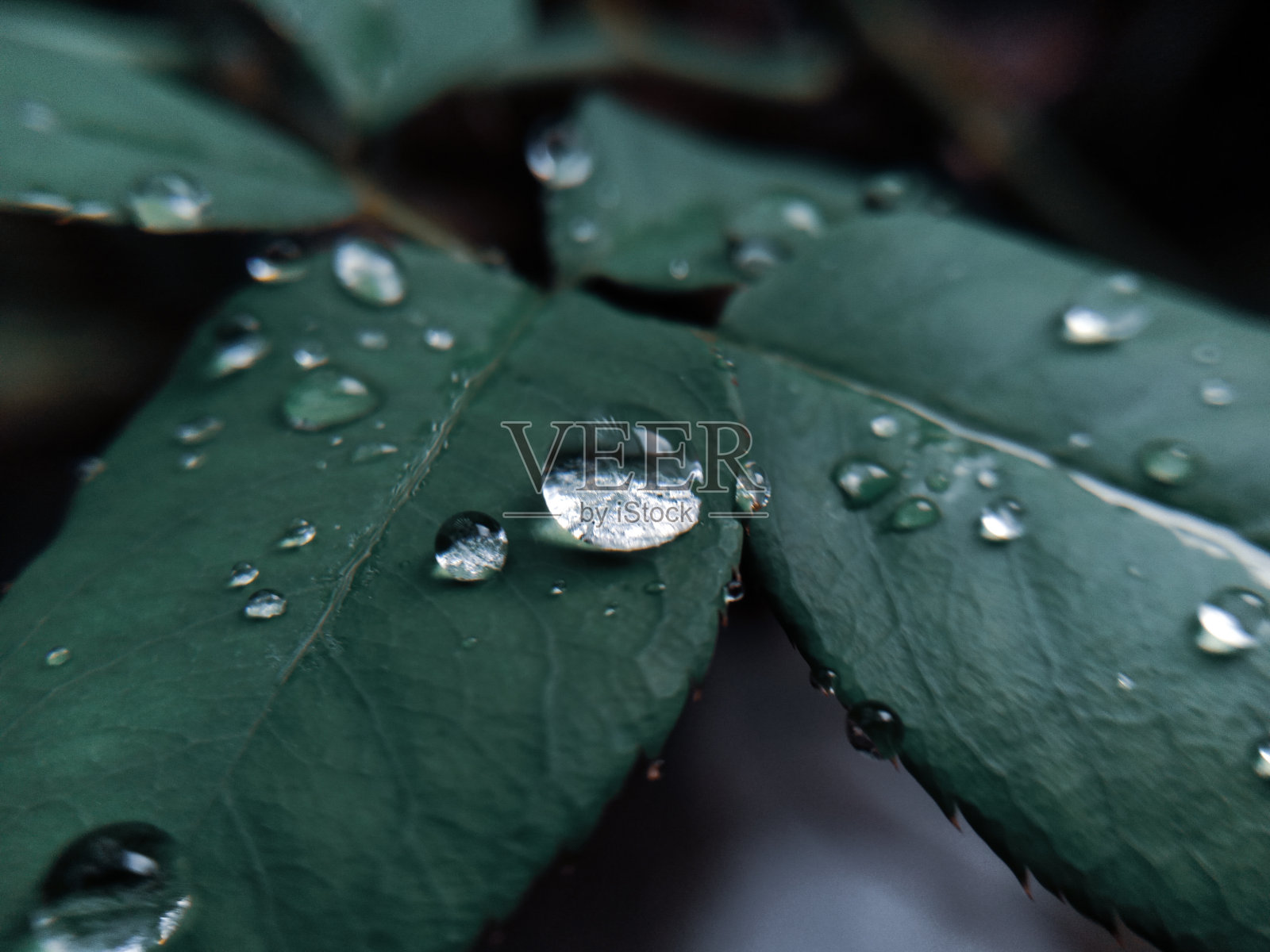 雨滴照片摄影图片