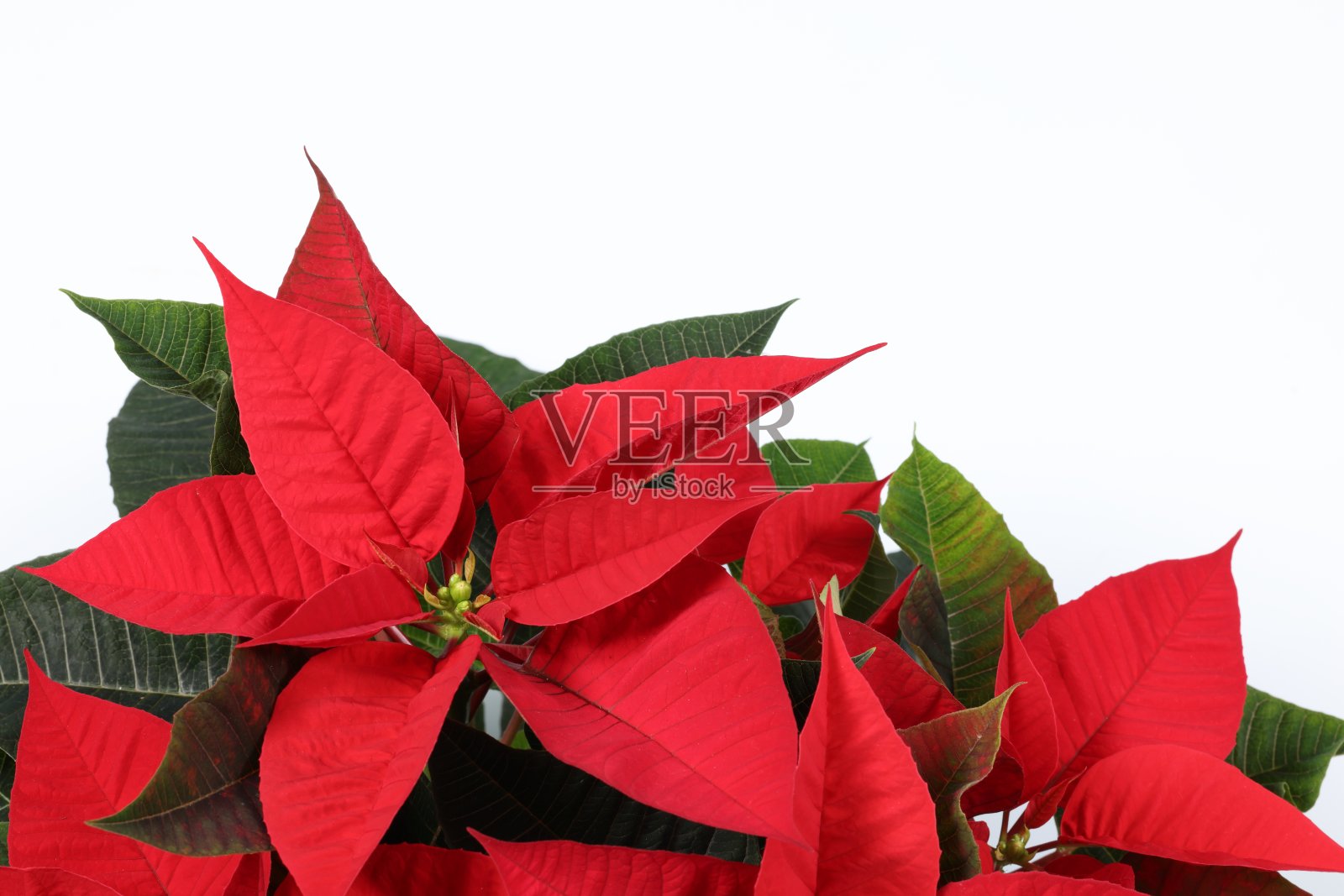 一品红的植物照片摄影图片