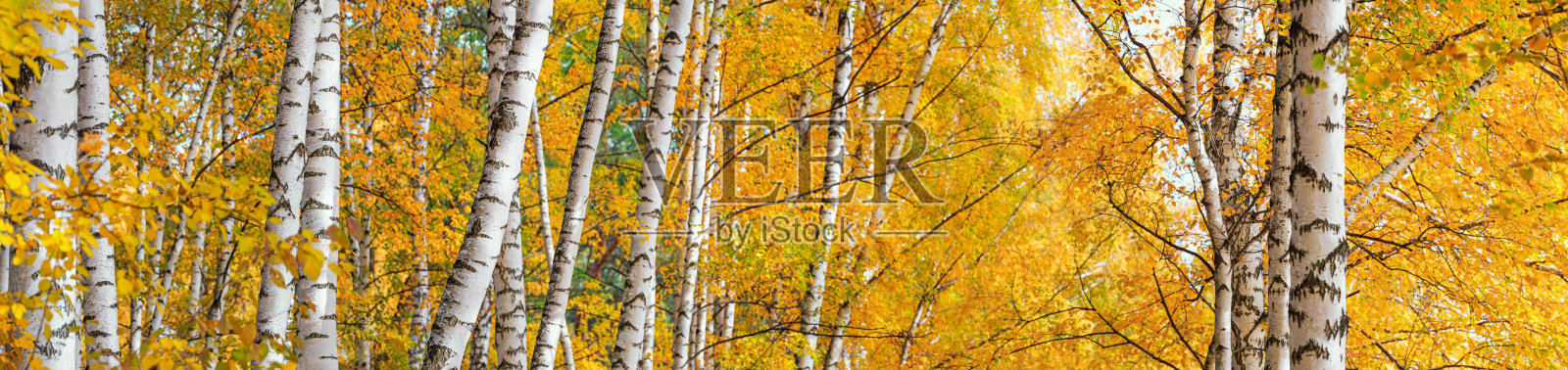 秋日阳光明媚的白桦林，风景秀丽，全景，横旗照片摄影图片