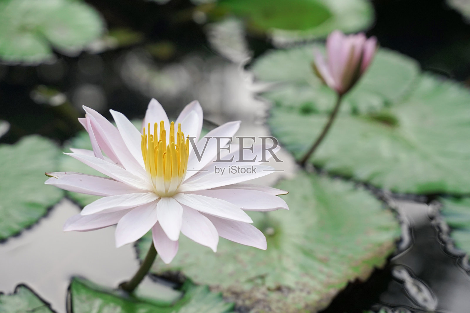 新鲜的白色莲花，黄色的雌蕊，绿色的叶子自然水池照片摄影图片