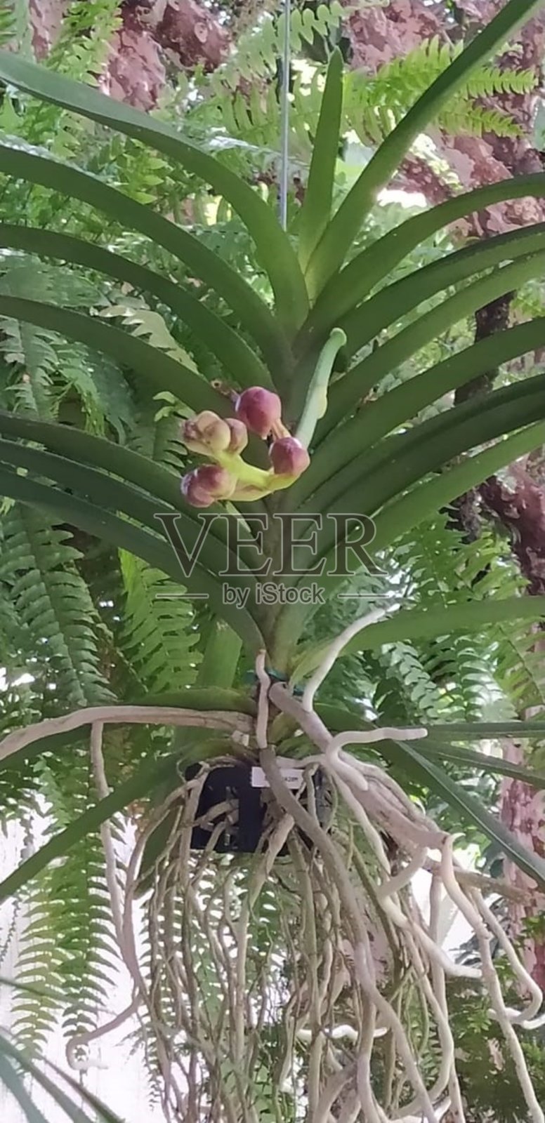 美丽的黄色花朵与红色的口音，重点在前景。照片摄影图片