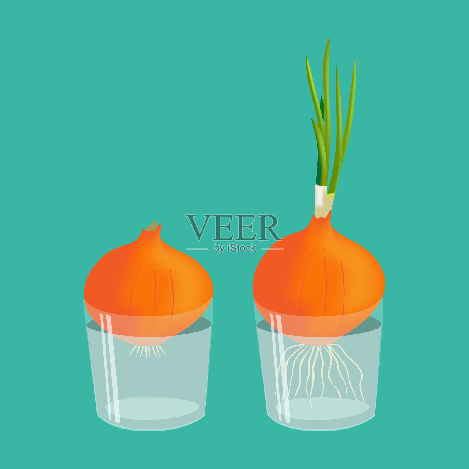 洋葱发芽。插画图片素材