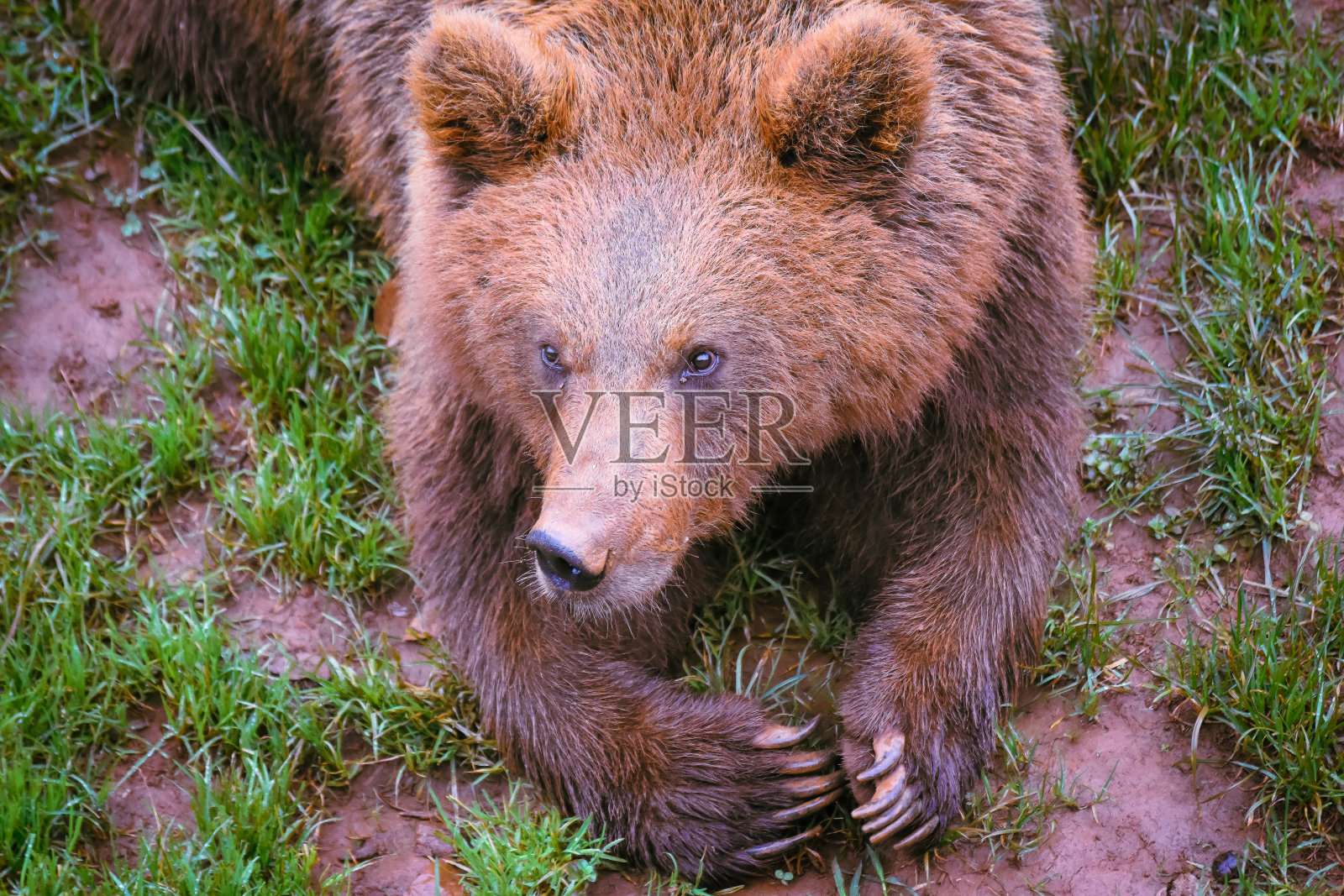 棕熊照片摄影图片