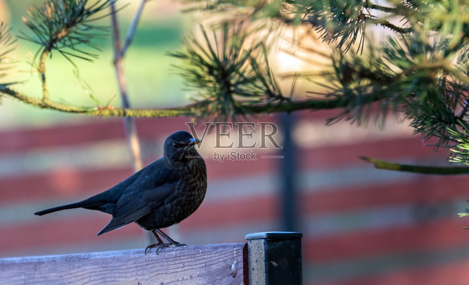 黑鸟，花园中的年轻雌性照片摄影图片
