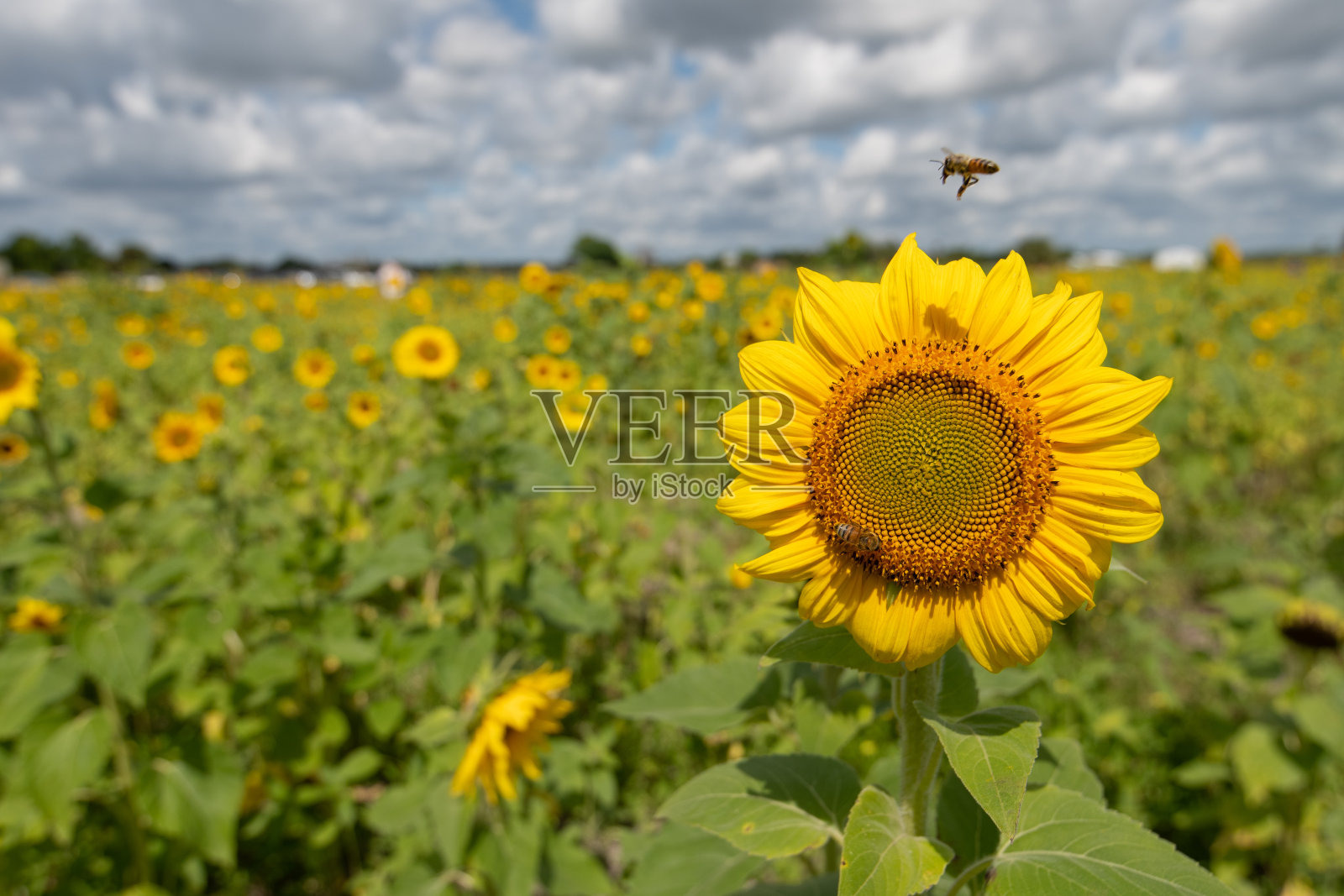 向日葵田照片摄影图片